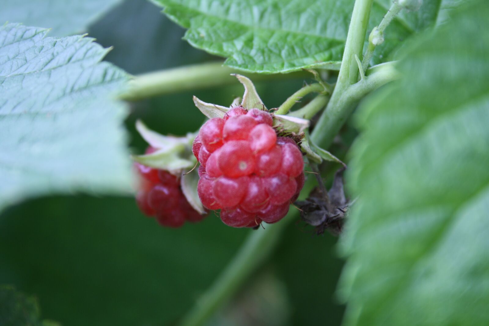 Canon EOS 1000D (EOS Digital Rebel XS / EOS Kiss F) sample photo. Blackberry, fruit, healthy photography