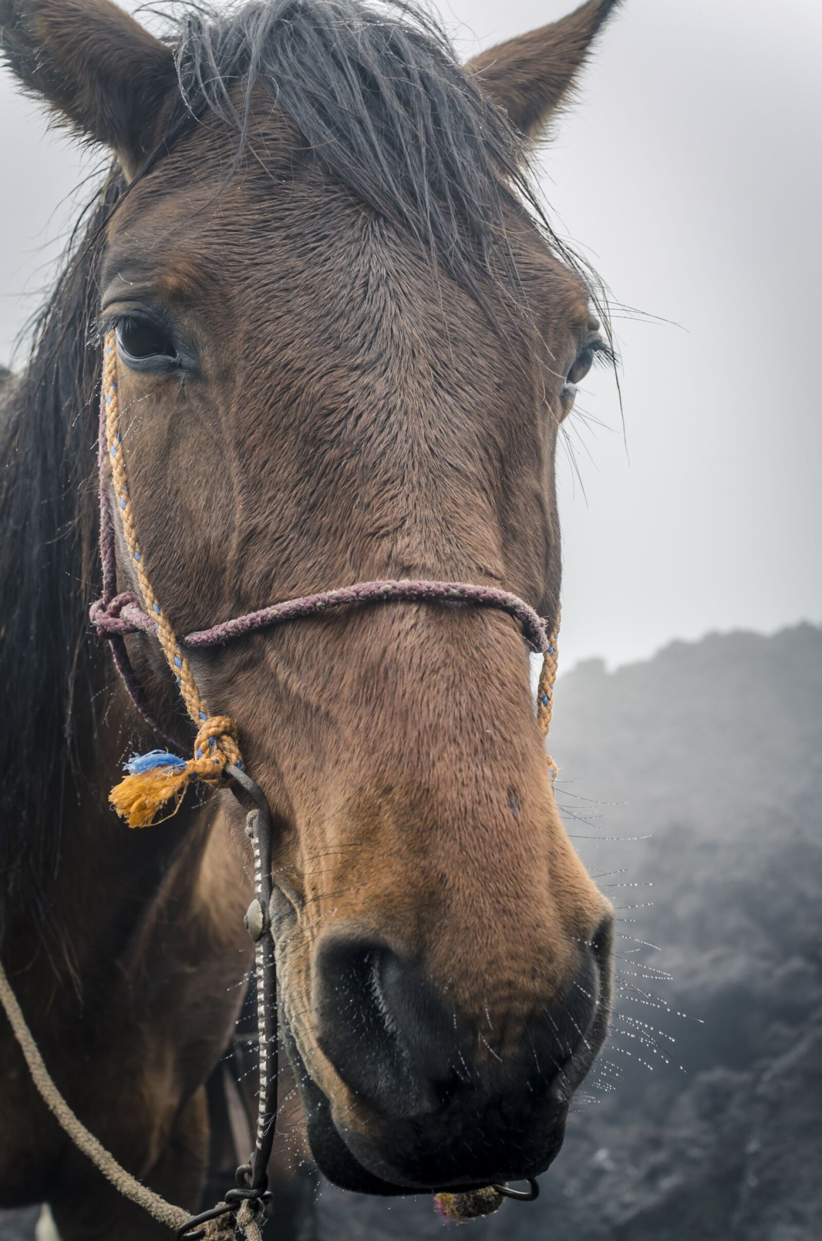Nikon D5100 sample photo. Horse, long face, animal photography