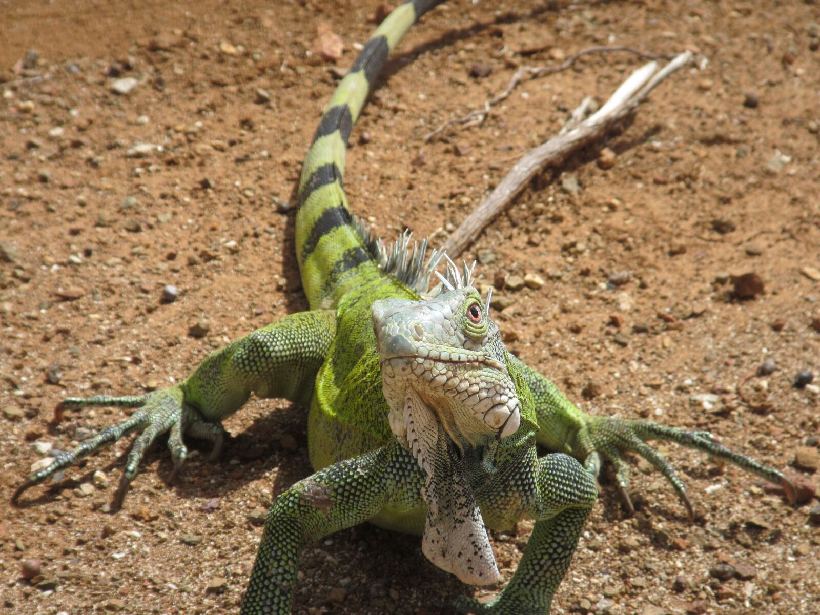 Canon PowerShot D30 sample photo. Reptiles, lizards, nature photography