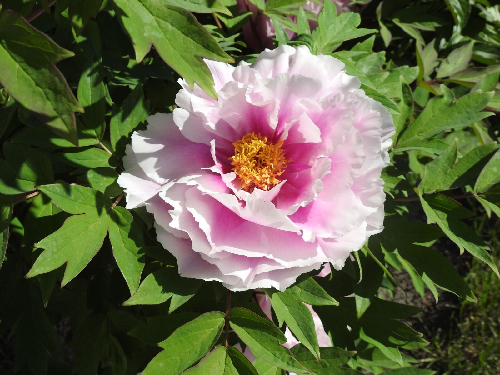 Nikon Coolpix P900 sample photo. Peony, flower, garden photography