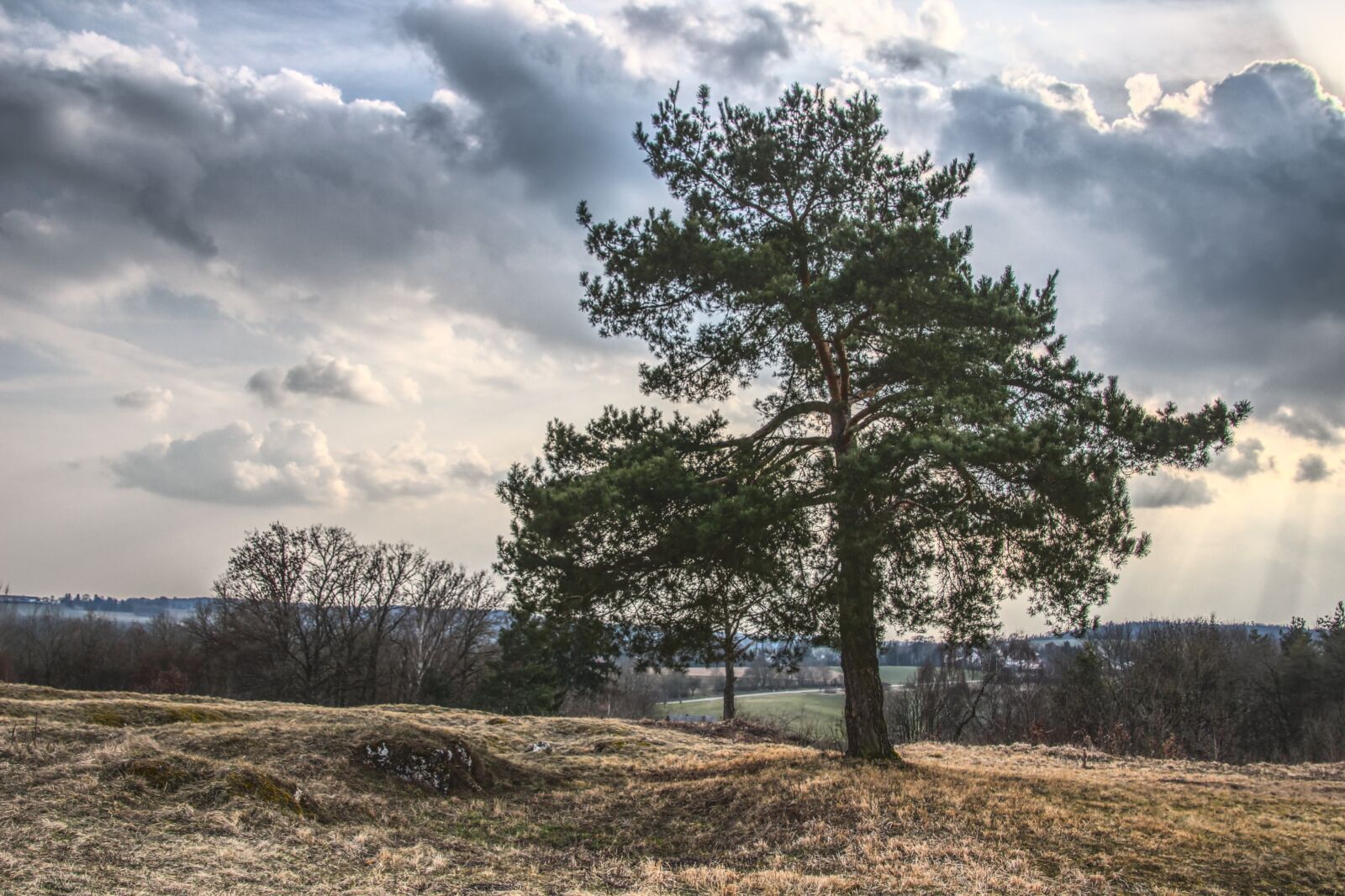 Canon EOS 600D (Rebel EOS T3i / EOS Kiss X5) sample photo. Tree, pine, clouds photography