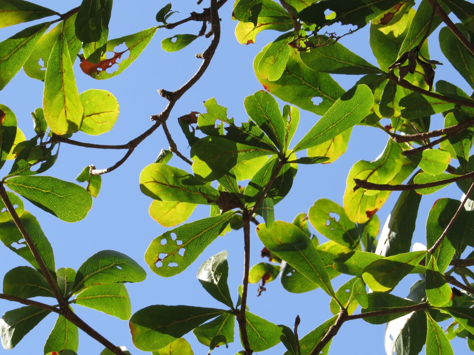Canon PowerShot SX50 HS sample photo. Lobular terminalia, branches, green photography