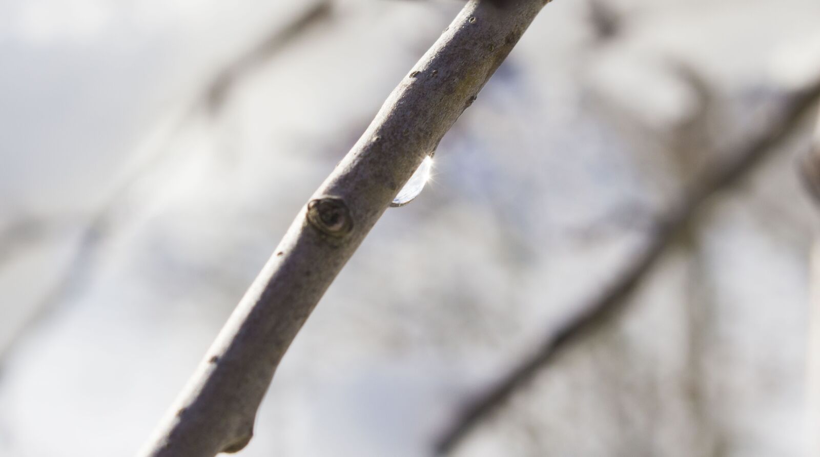 Canon EOS 100D (EOS Rebel SL1 / EOS Kiss X7) sample photo. Drop, water, branch photography
