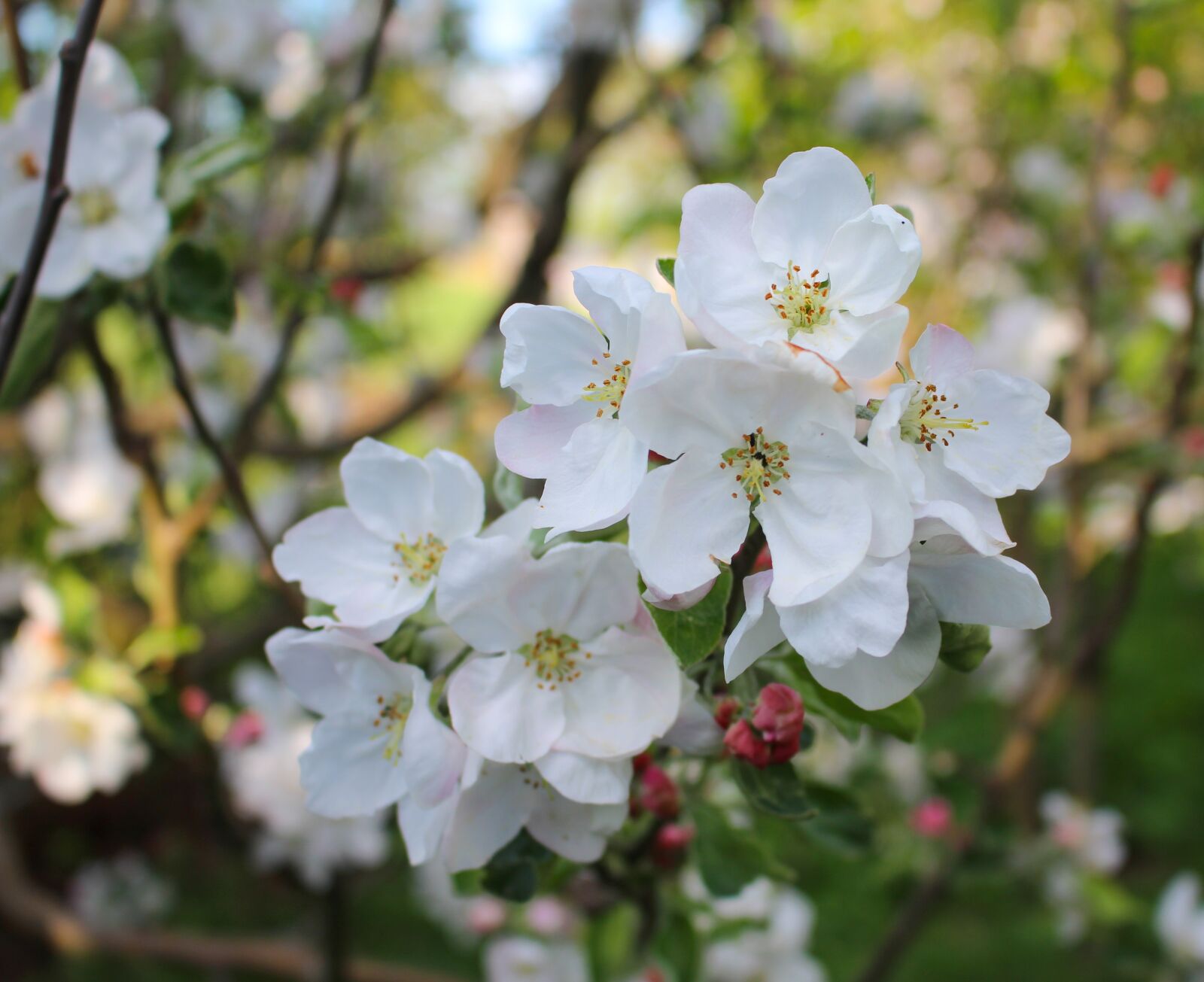 Canon EOS 600D (Rebel EOS T3i / EOS Kiss X5) + Canon EF-S 18-55mm F3.5-5.6 IS STM sample photo. Flower, apple tree, spring photography