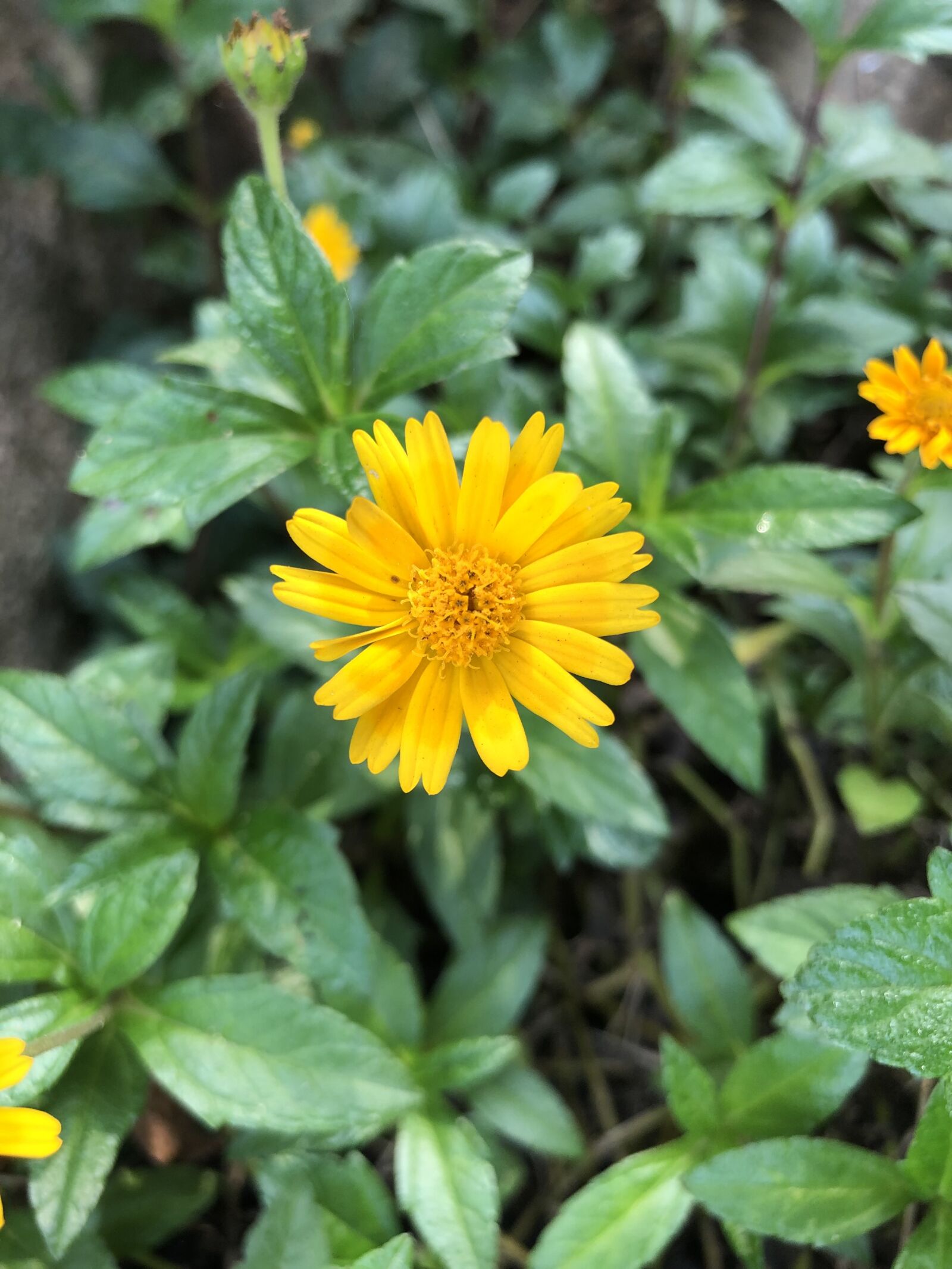 Apple iPhone 8 sample photo. Flower, nature, yellow photography