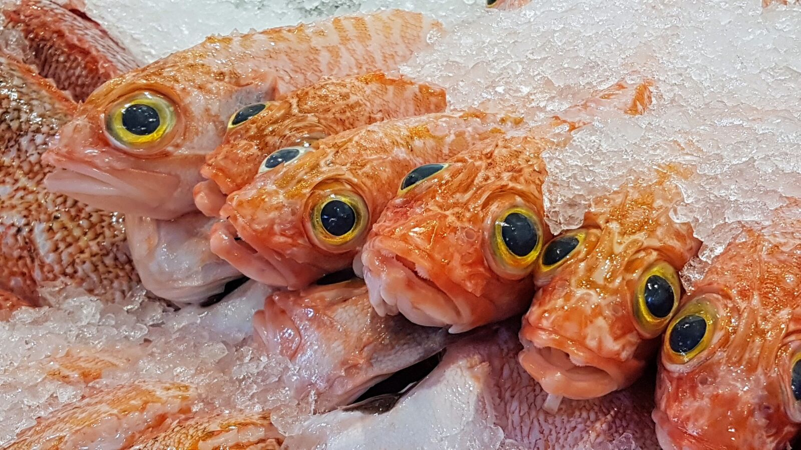 Samsung Galaxy S7 sample photo. Fish, market photography