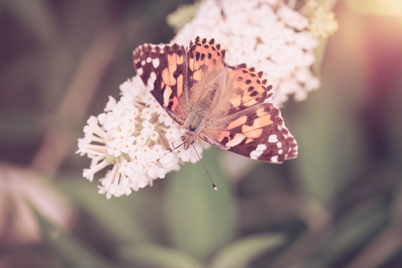 Nikon D750 sample photo. Butterfly, butterflies, edelfalter photography