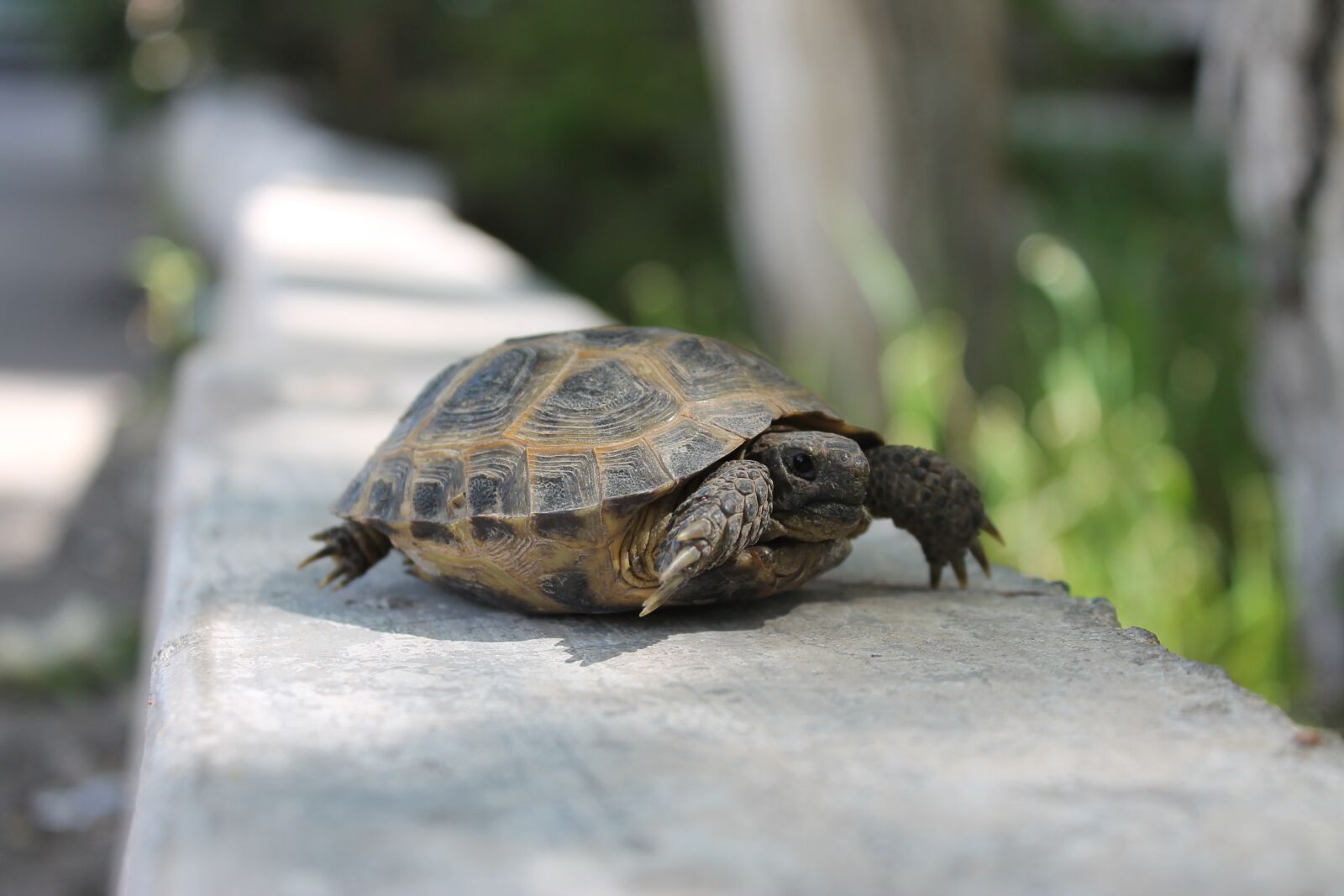 Canon EOS 1100D (EOS Rebel T3 / EOS Kiss X50) sample photo. Krupnyj plan, tortoise, reptiles photography