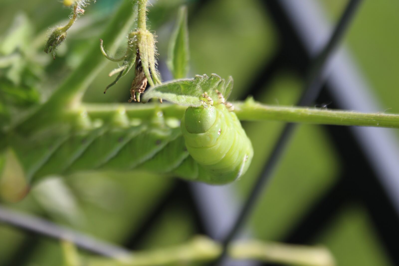 Canon EOS 700D (EOS Rebel T5i / EOS Kiss X7i) + Canon EF-S 18-55mm F3.5-5.6 sample photo. Insect, hornworm, tomato photography