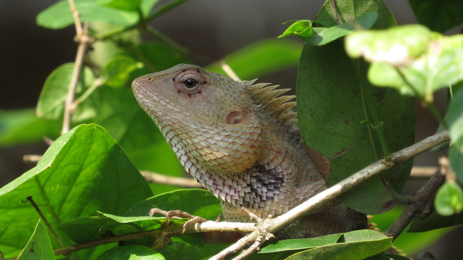 Canon PowerShot SX540 HS sample photo. Creature, chameleon, lizard photography