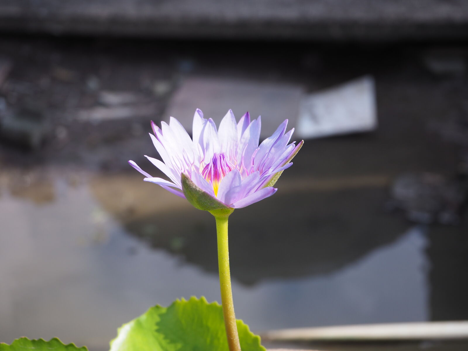 Olympus OM-D E-M10 II sample photo. Beautiful, flowers, lotus photography