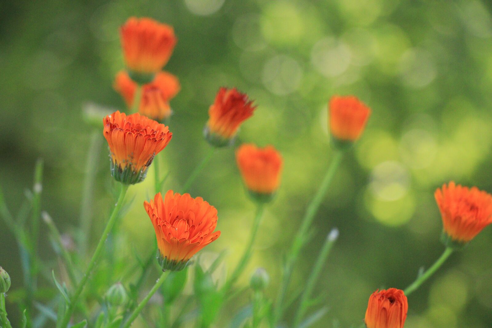 Canon EF-S 18-135mm F3.5-5.6 IS USM sample photo. Marigold, garden, nature photography