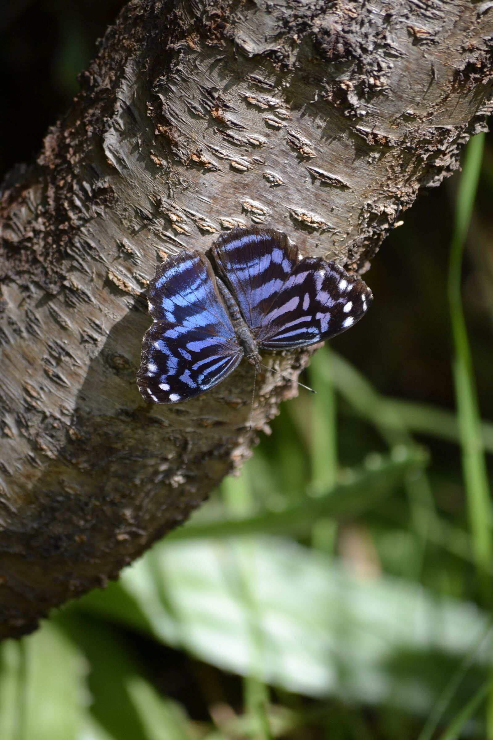 Nikon D3100 sample photo. Butterfly, bluestone, nature photography