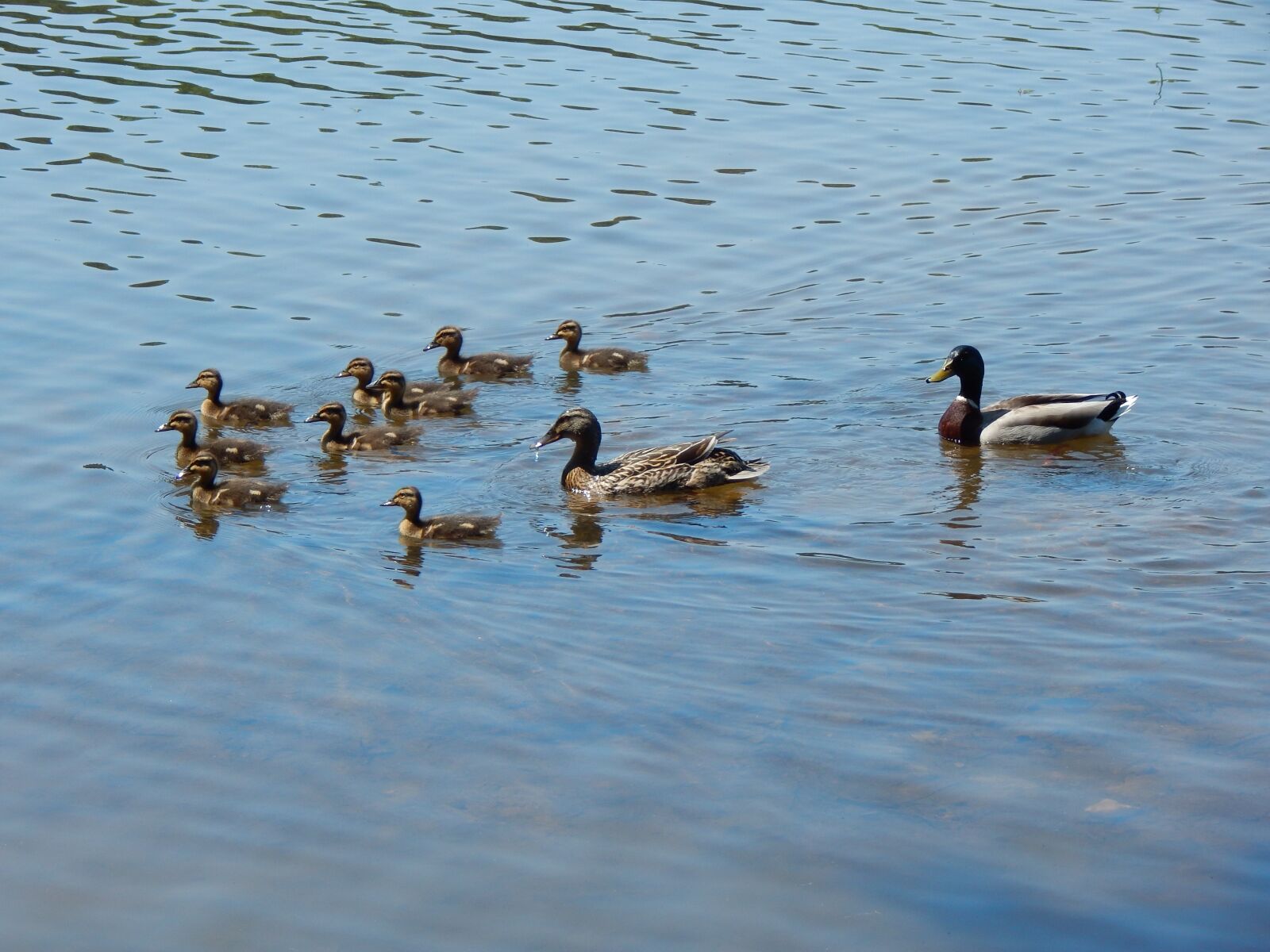 Nikon Coolpix L830 sample photo. Ducks, lake, water photography