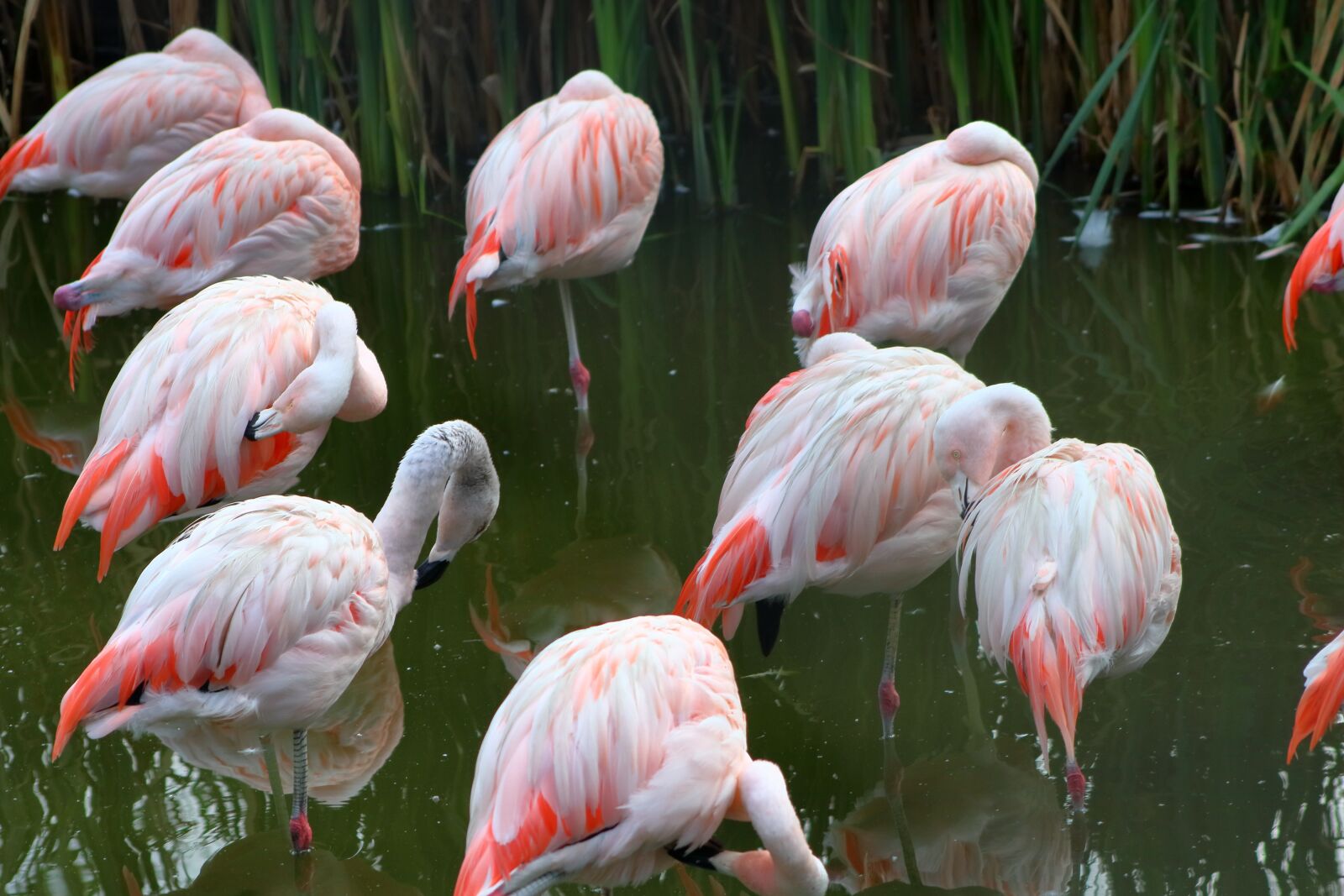 Canon EF75-300mm f/4-5.6 sample photo. Flaming, bird, pink photography