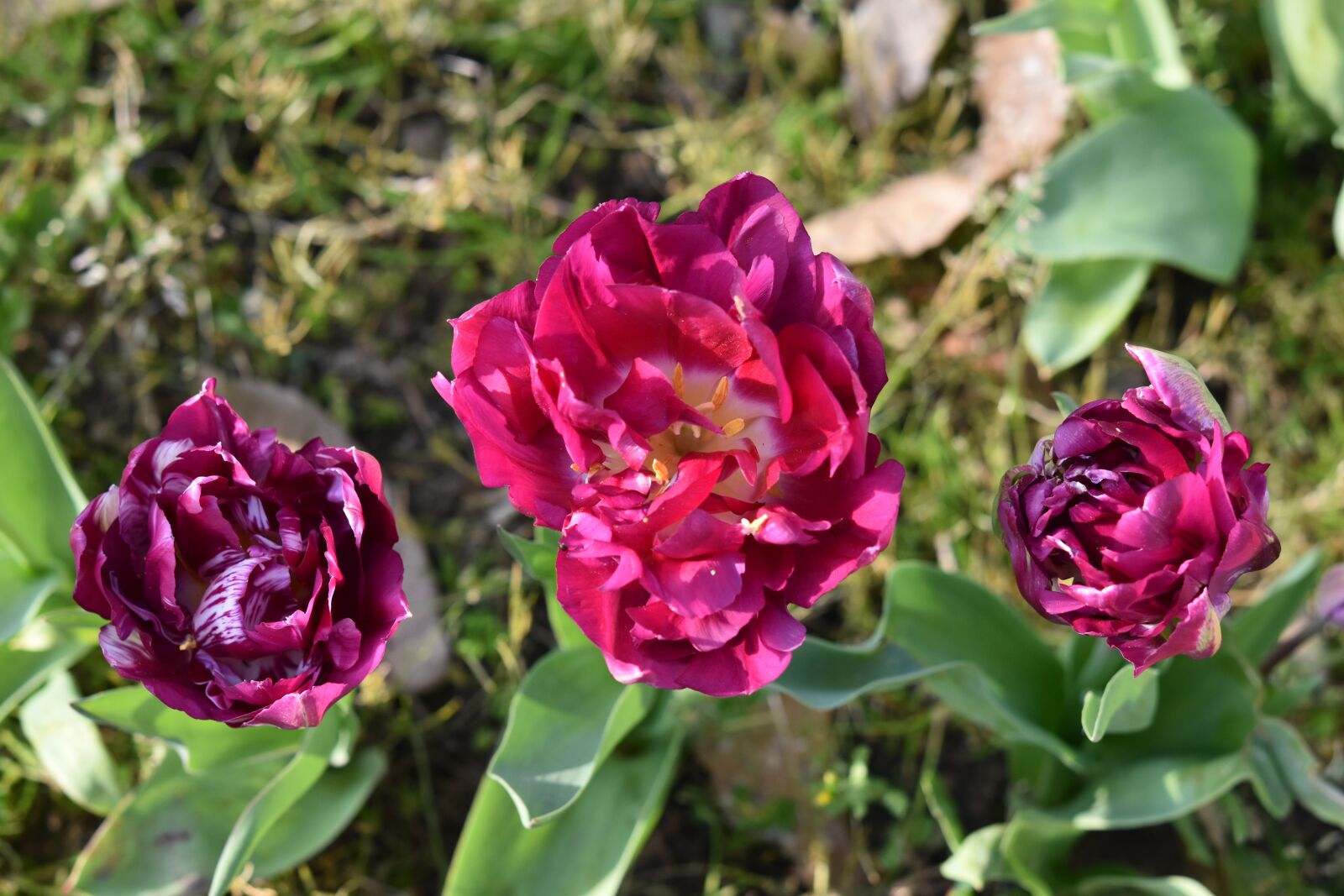 Nikon D5600 sample photo. Tulips, flowers, flower photography