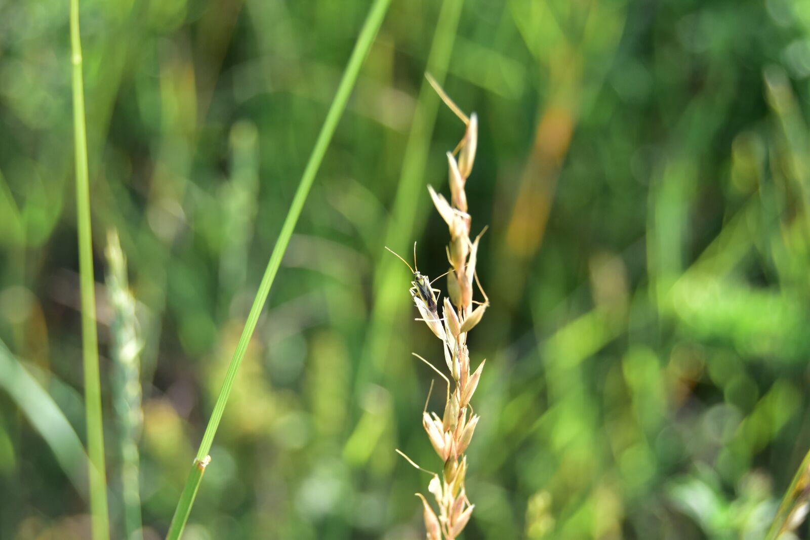 Nikon D5600 sample photo. Beetle, macro, insect photography