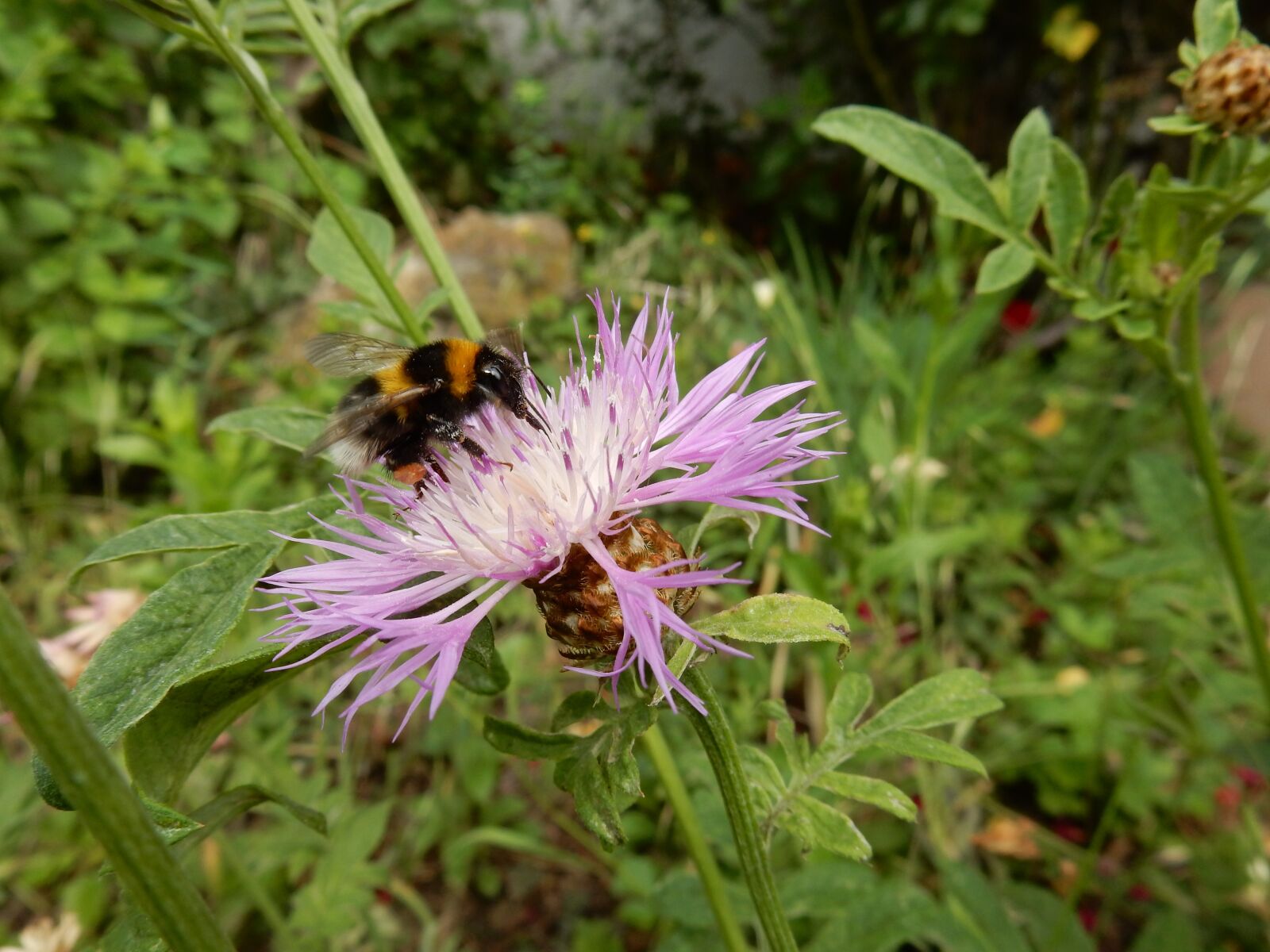 Nikon Coolpix S9900 sample photo. Bumblebee, wild bee, bombus photography