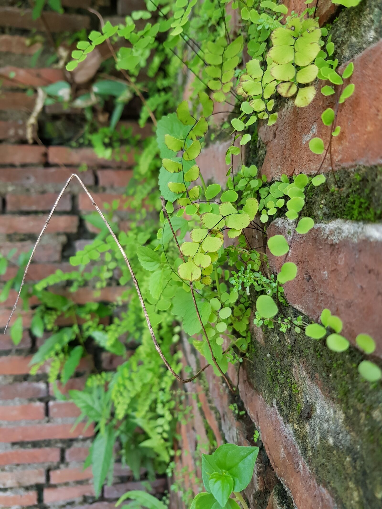 Samsung Galaxy S8 sample photo. Vines, plants, bricks photography