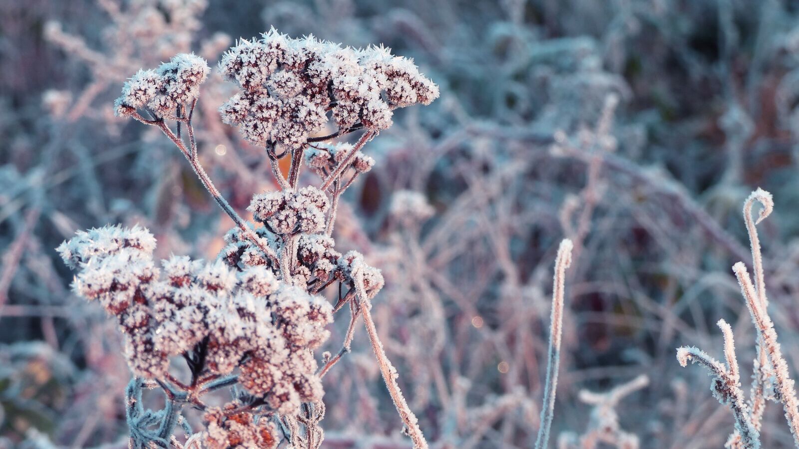 Panasonic Lumix DMC-FZ200 sample photo. Winter, frost, branch photography