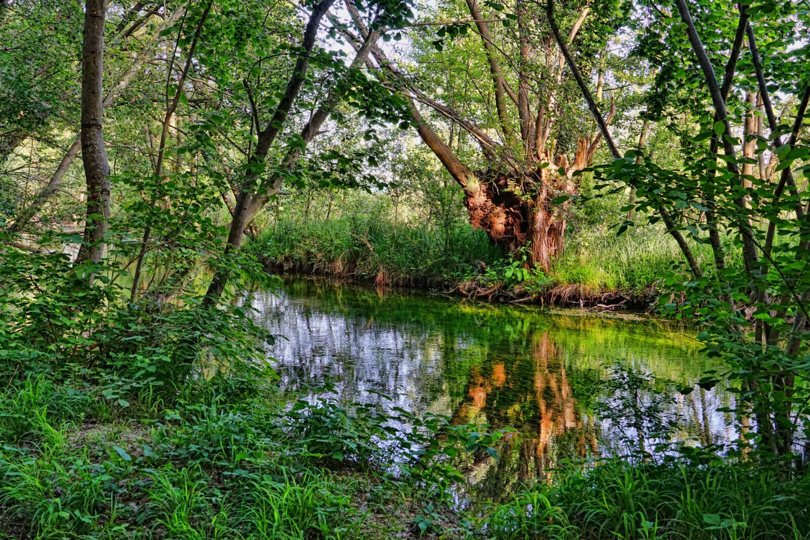 Sony a6000 sample photo. River, riparian zone, trees photography