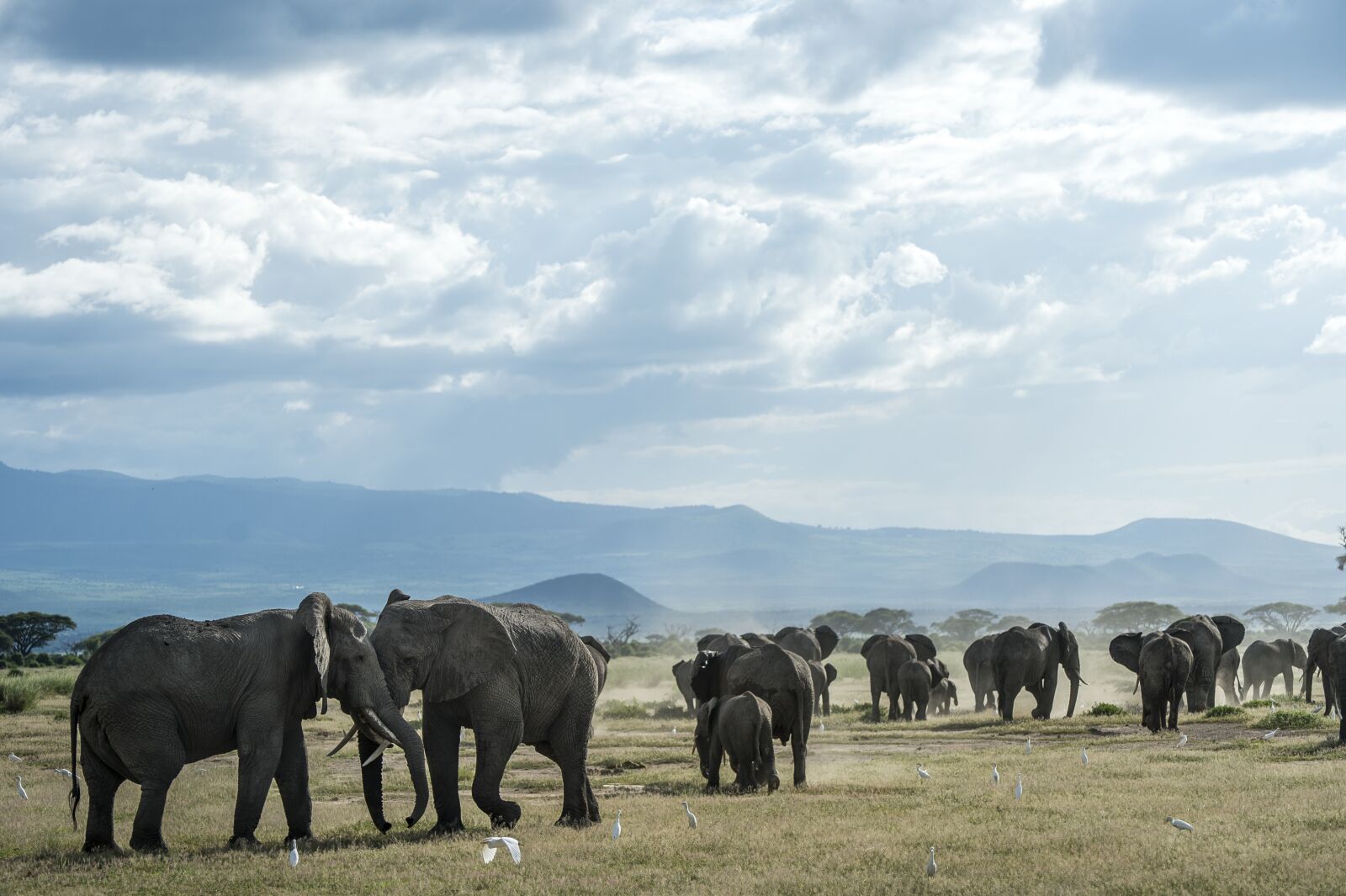 Nikon D4 sample photo. Elephant, animal, thailand photography