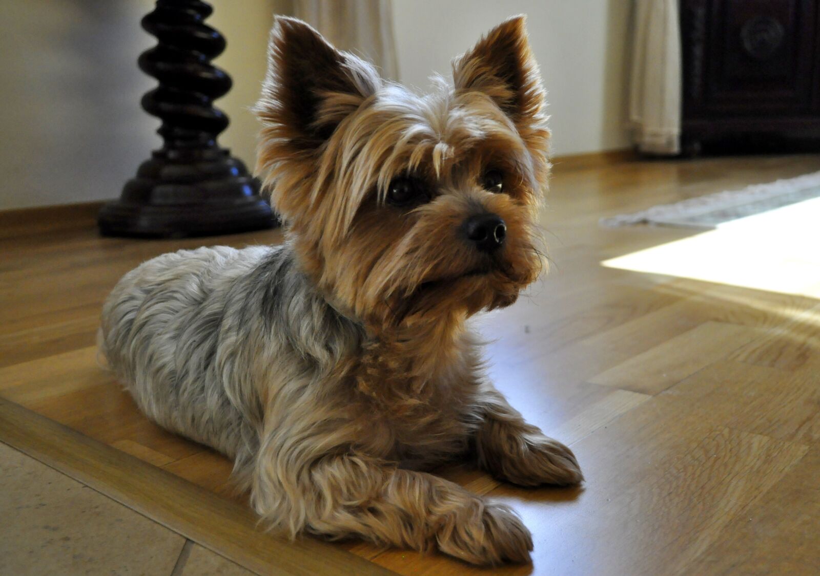 Nikon D5000 sample photo. Dog, animal, portrait photography