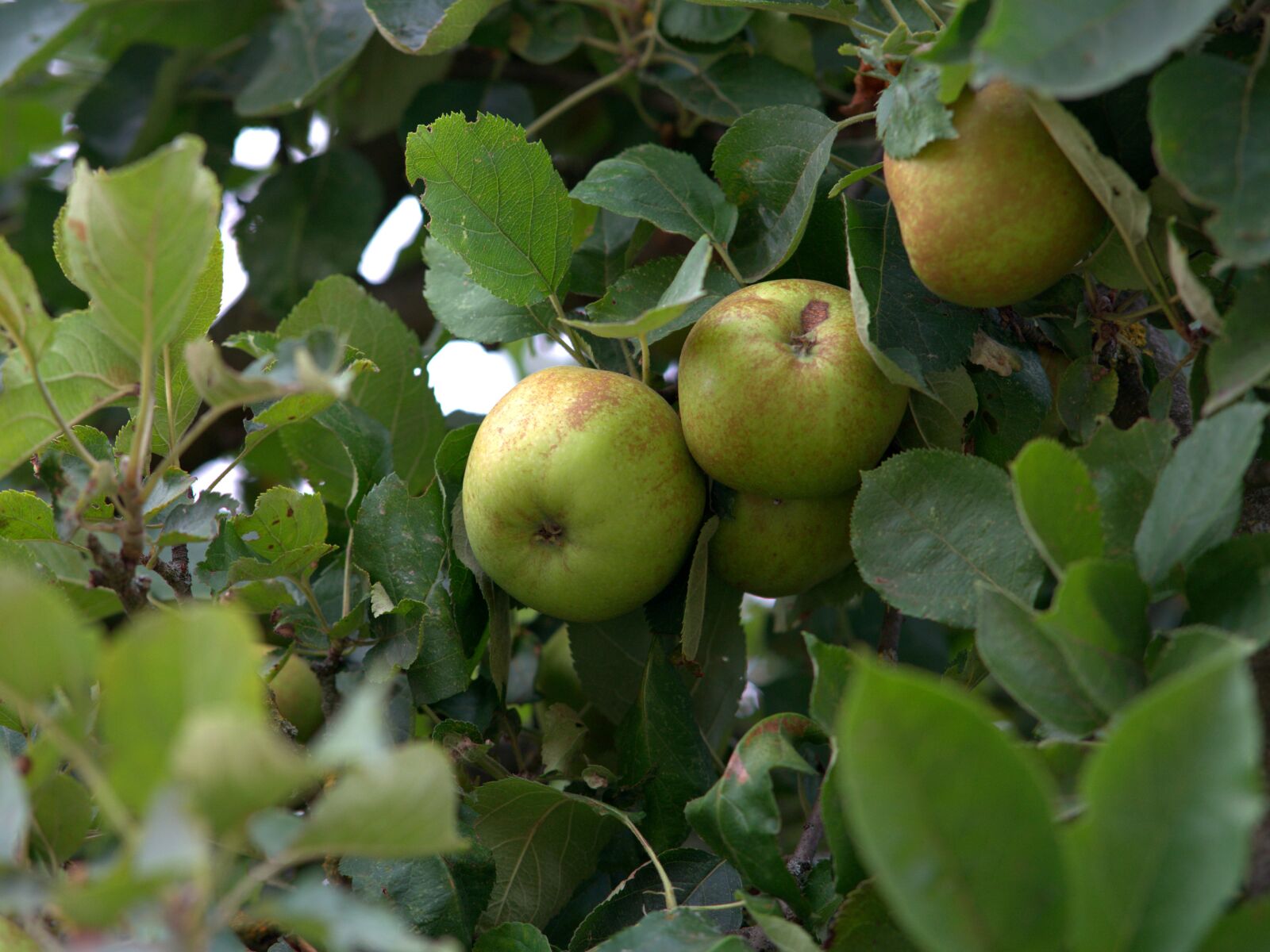Sony a7 II + Sony FE 85mm F1.8 sample photo. Apple tree, apple, fruit photography