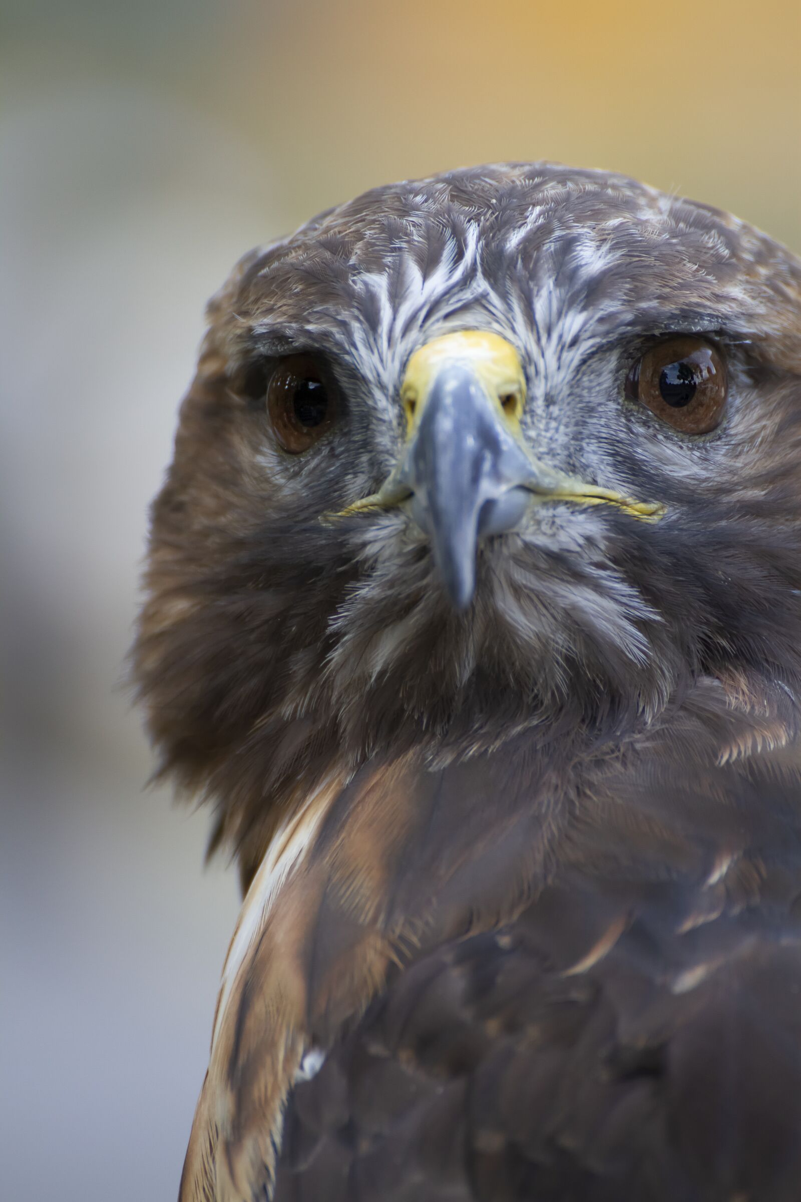 Canon EOS 7D sample photo. Vulture, bird, nature photography