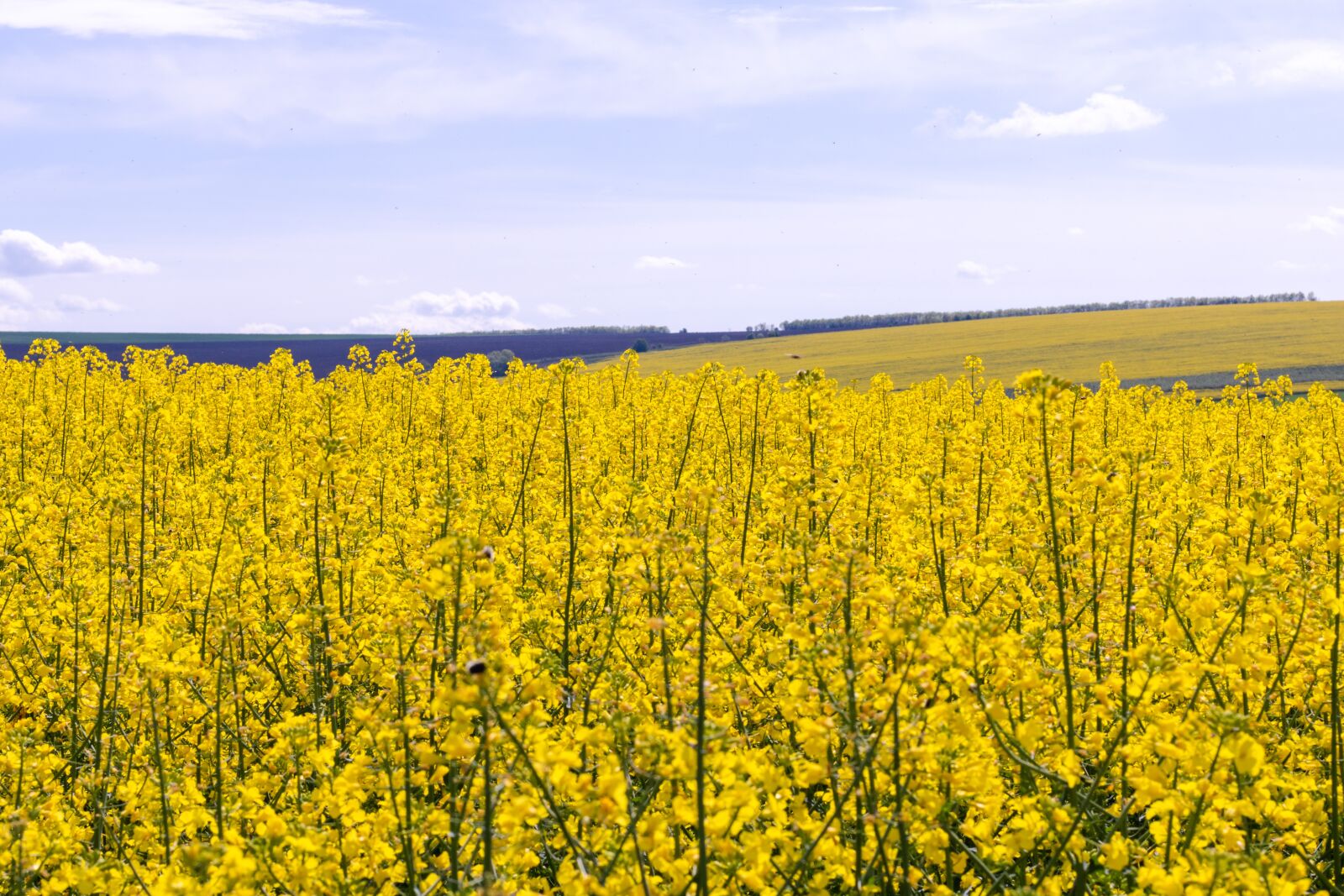 Canon EOS 750D (EOS Rebel T6i / EOS Kiss X8i) sample photo. Moldova, agriculture, beautiful photography