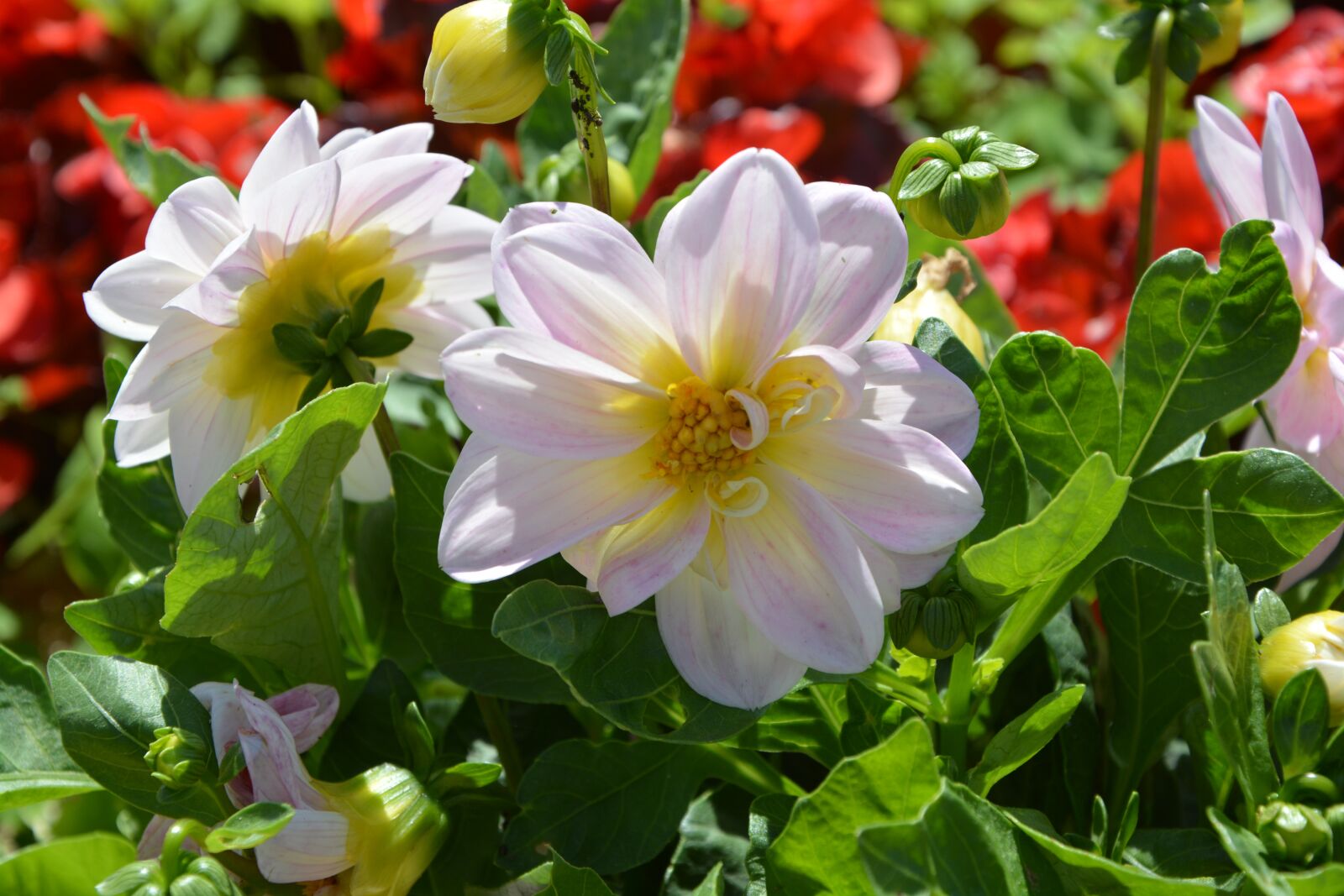 Nikon D5200 sample photo. Flowers, massif, nature photography