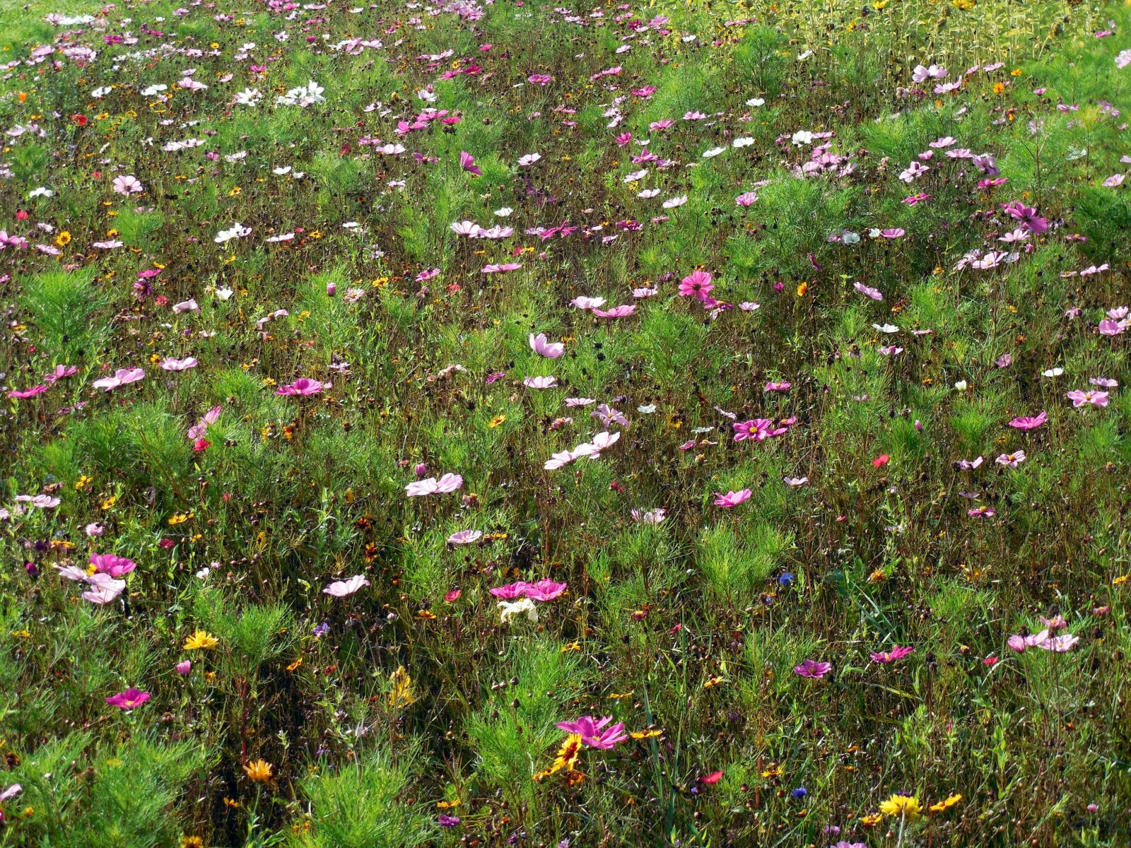 Nikon COOLPIX L620 sample photo. Flowers, nature, plant photography