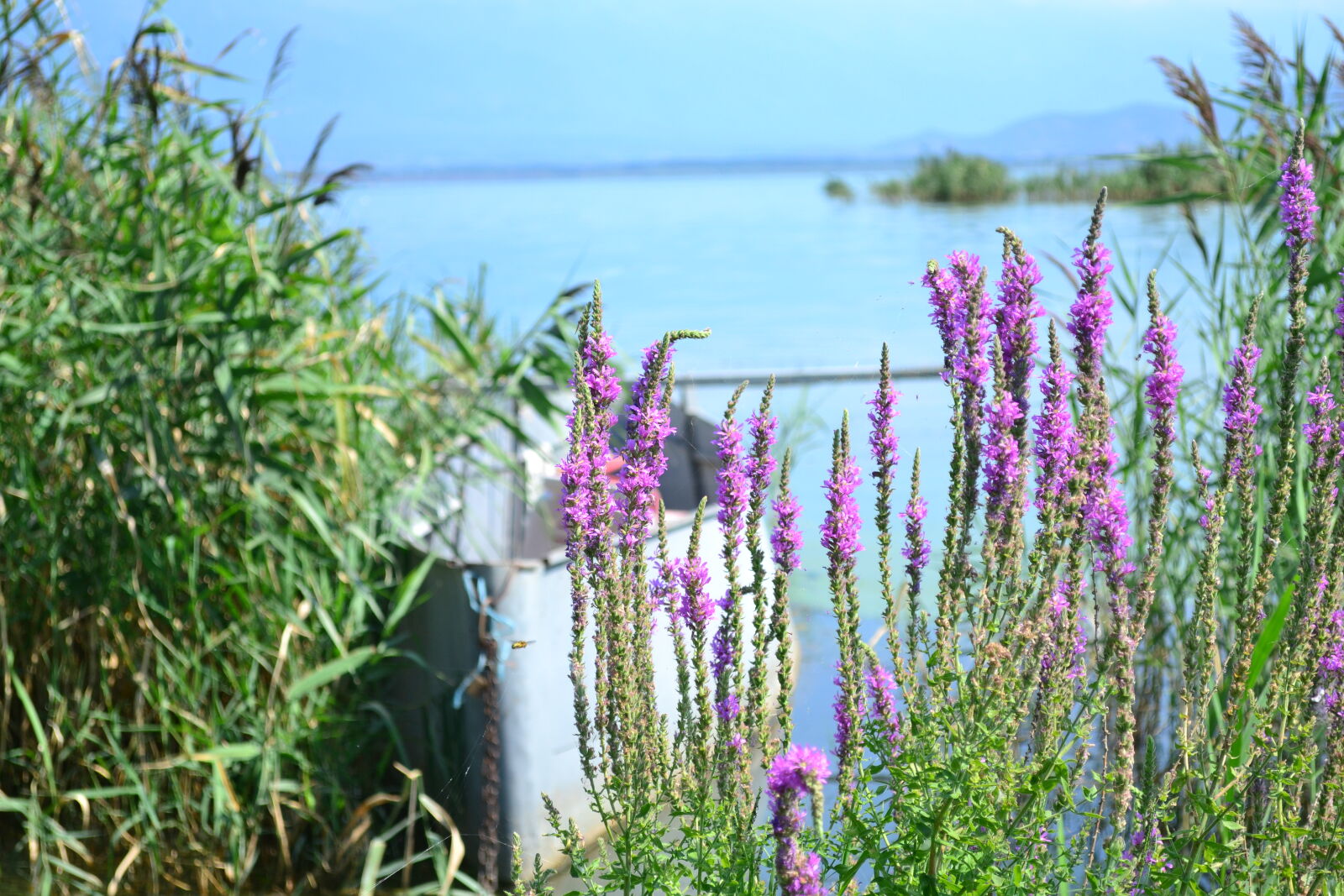Nikon D3100 sample photo. Boat, lake, nature photography