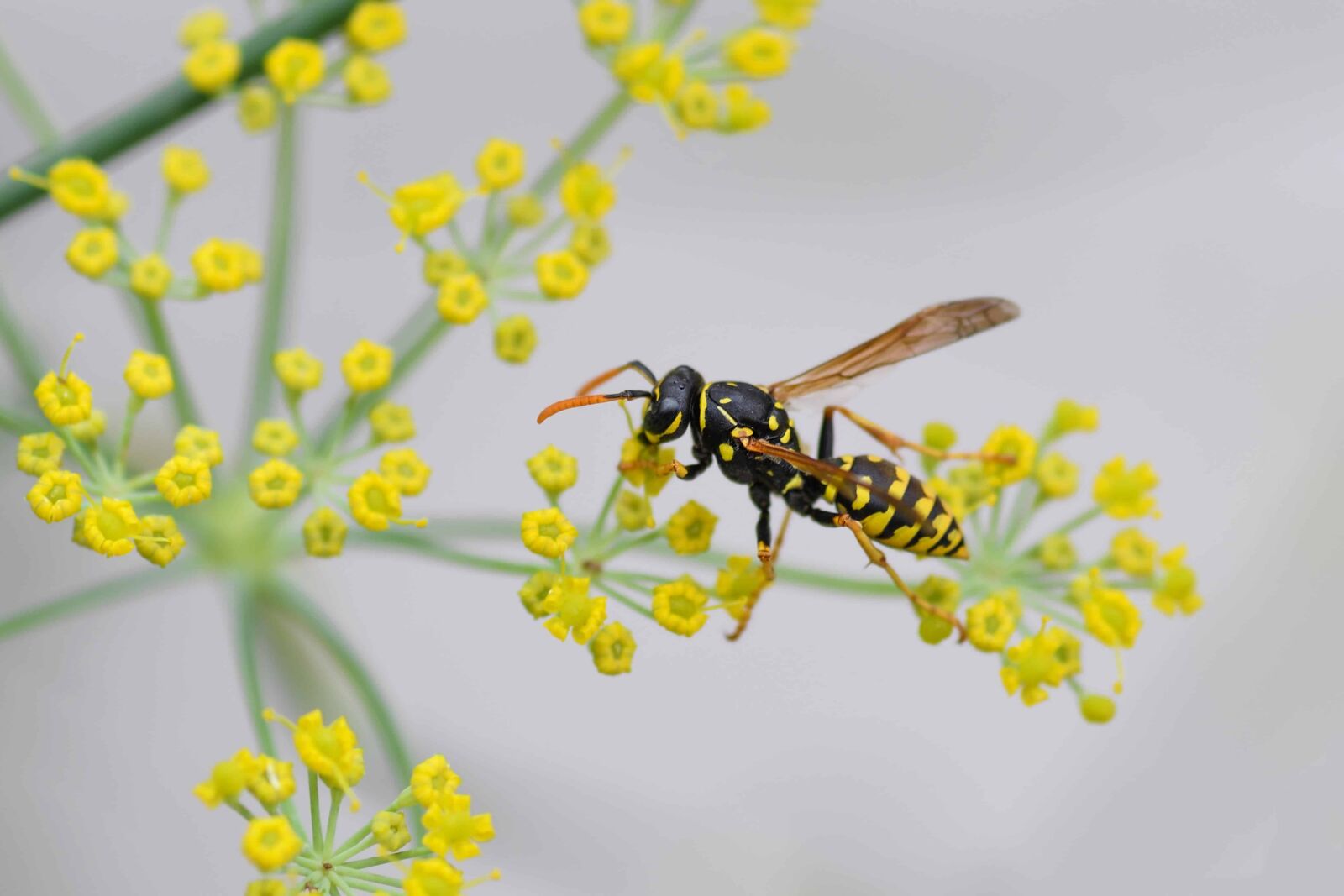 Nikon D500 sample photo. Flora, flower, insect, nature photography