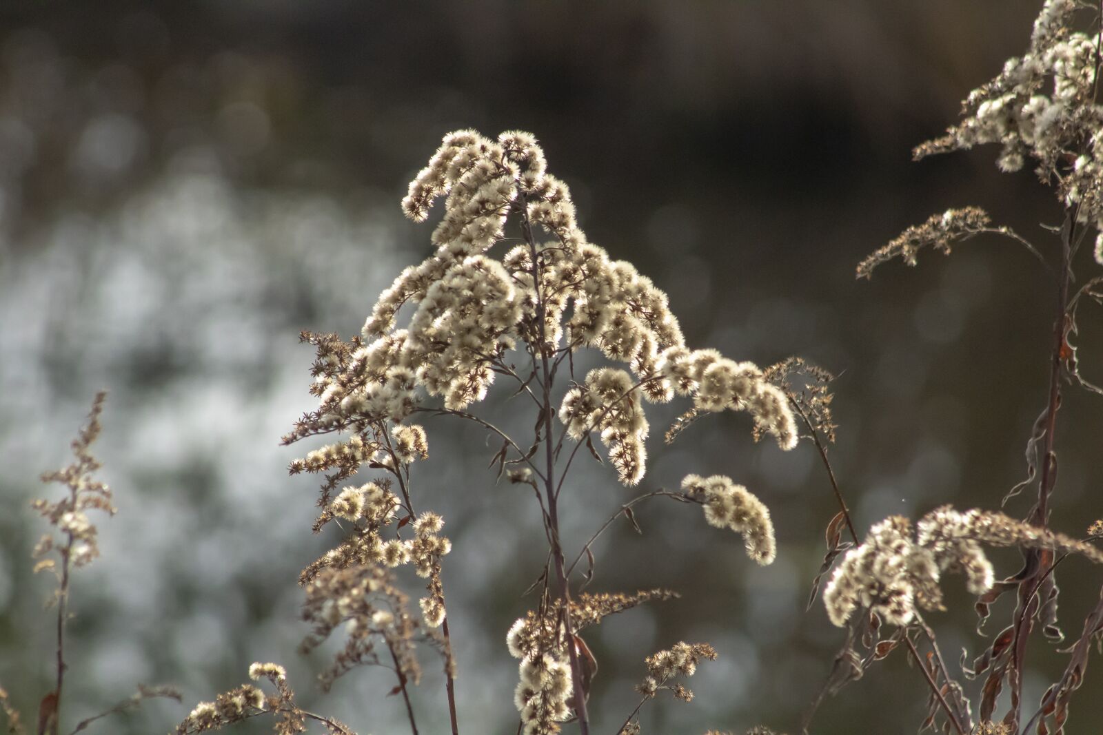 Canon EF75-300mm f/4-5.6 sample photo. Wildflower, goldenrod, meadow flower photography