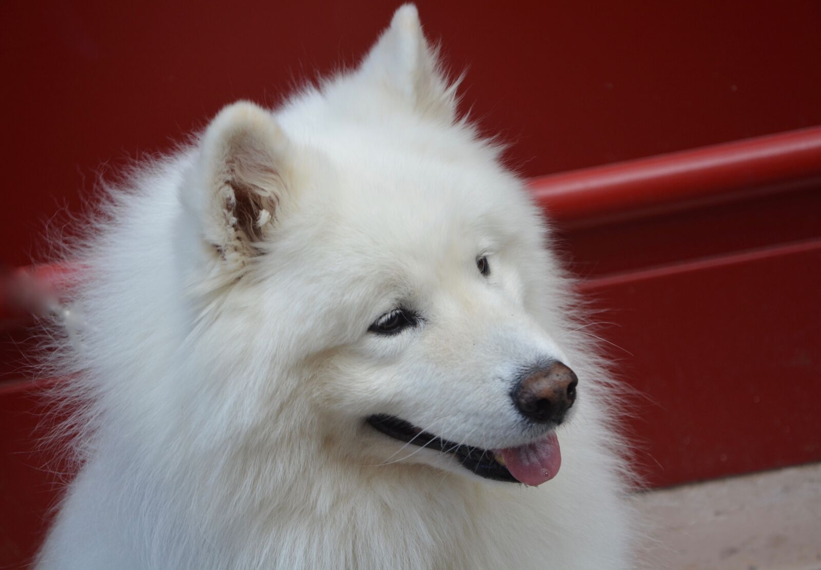 Nikon D5200 sample photo. Dog samoyed, head, profile photography