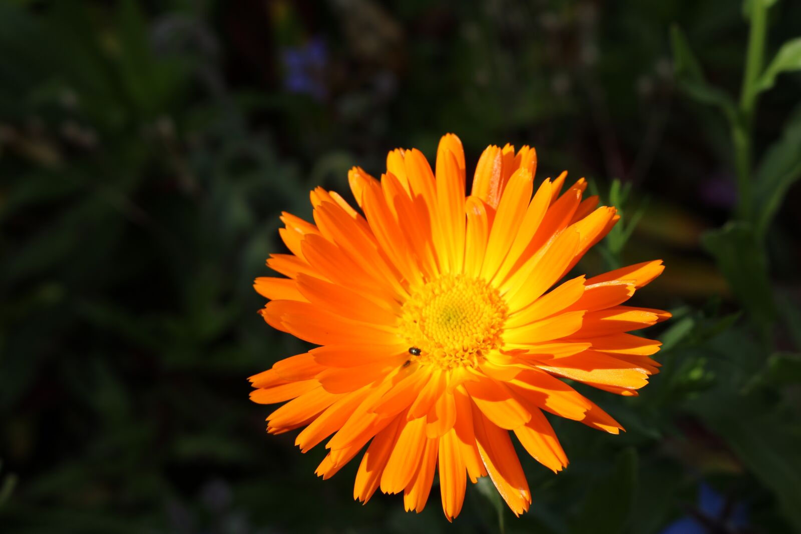 Canon EOS 750D (EOS Rebel T6i / EOS Kiss X8i) sample photo. Marigold, orange, gardening photography