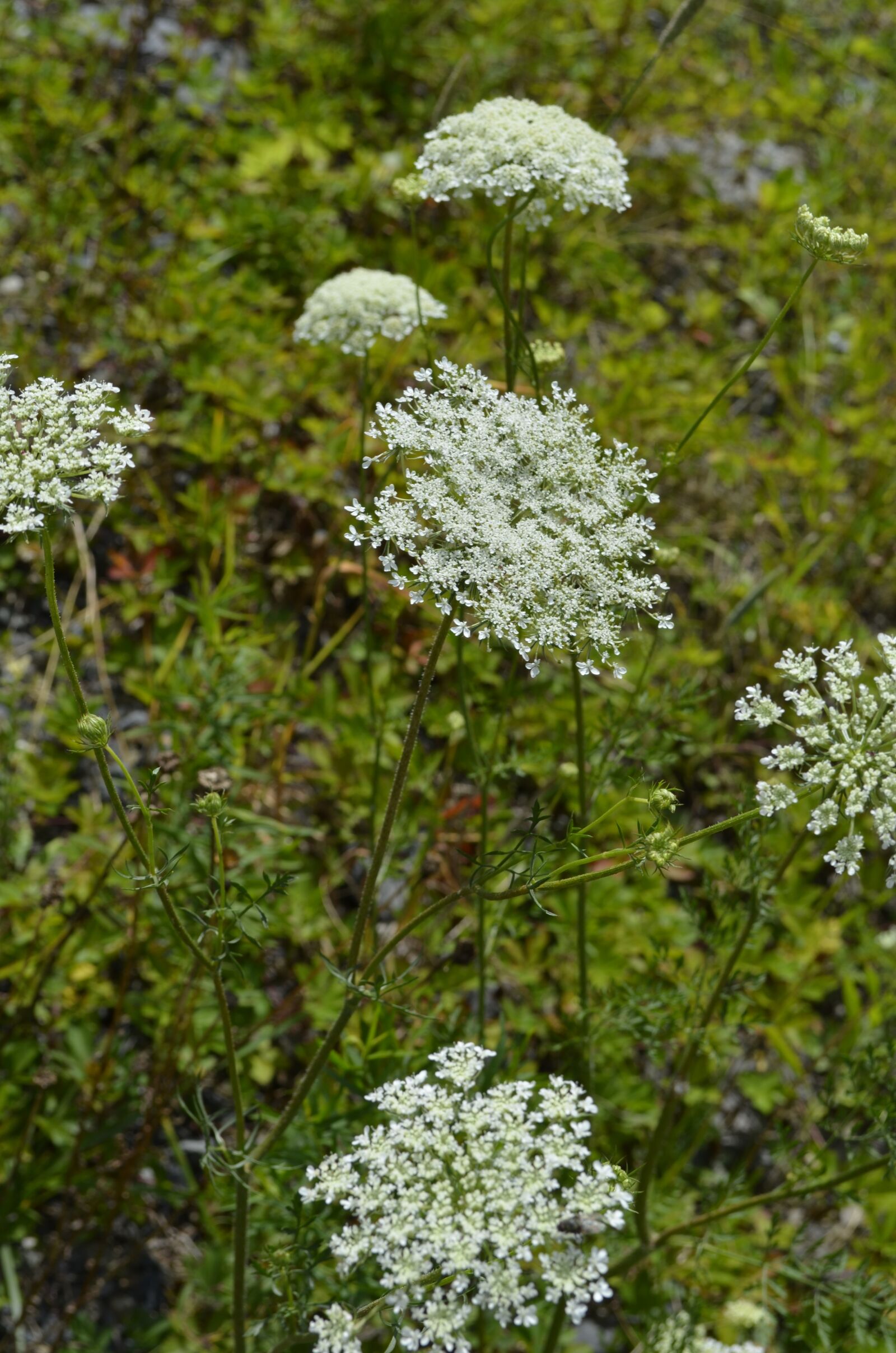 Nikon D5100 sample photo. Queen anne's lace, wild photography