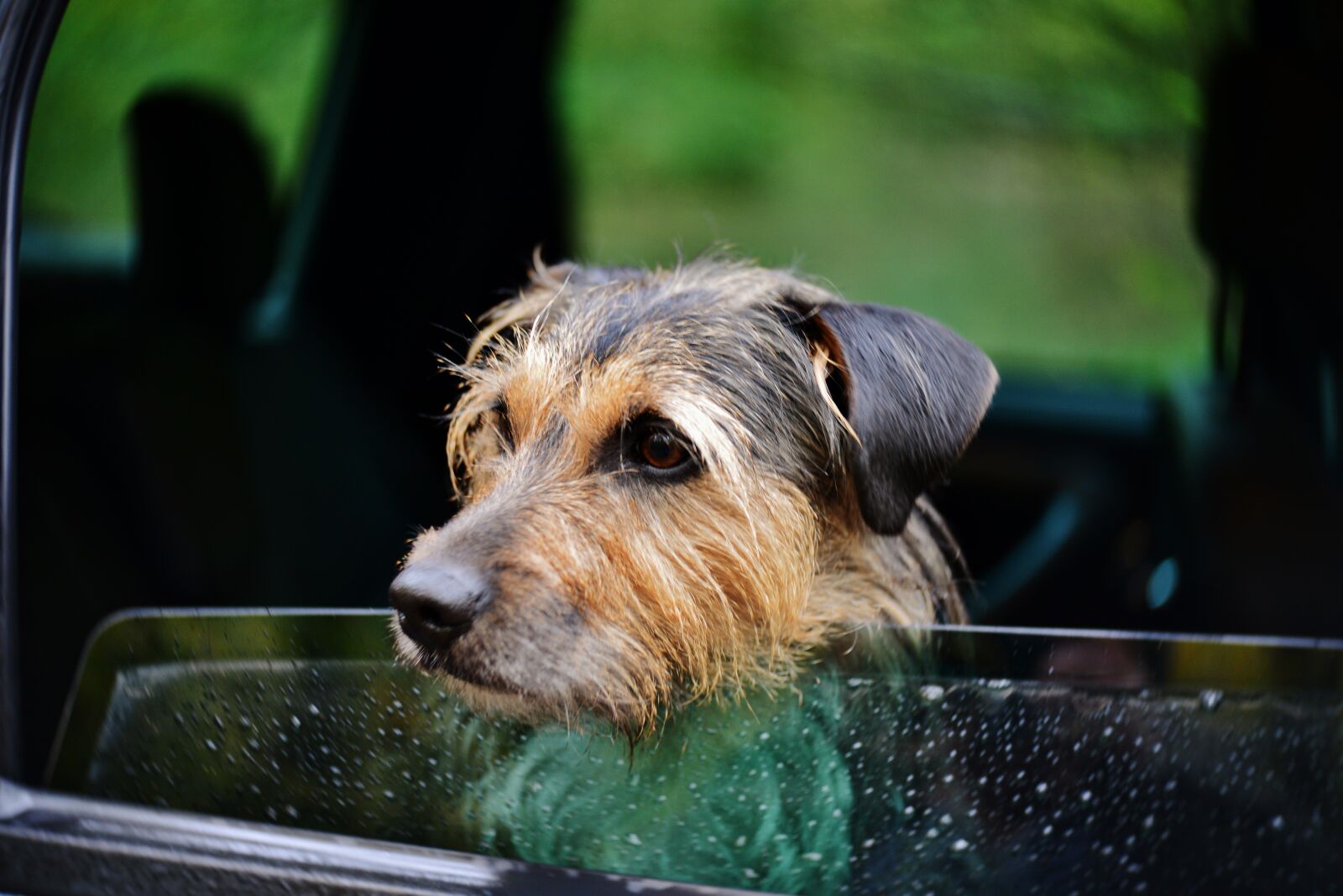 Nikon D600 sample photo. Dog, pet, portrait photography