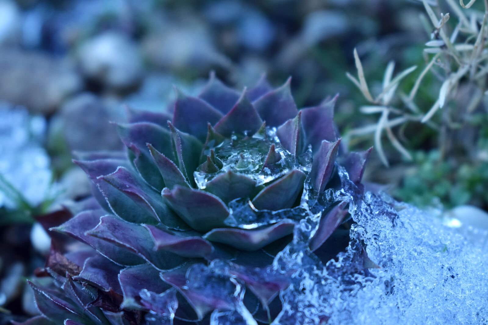 Nikon D3300 sample photo. Nature, flower, plant photography