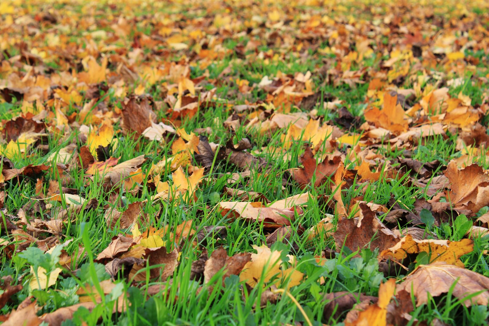 Canon EOS 2000D (EOS Rebel T7 / EOS Kiss X90 / EOS 1500D) sample photo. Autumn, colors, fall colors photography