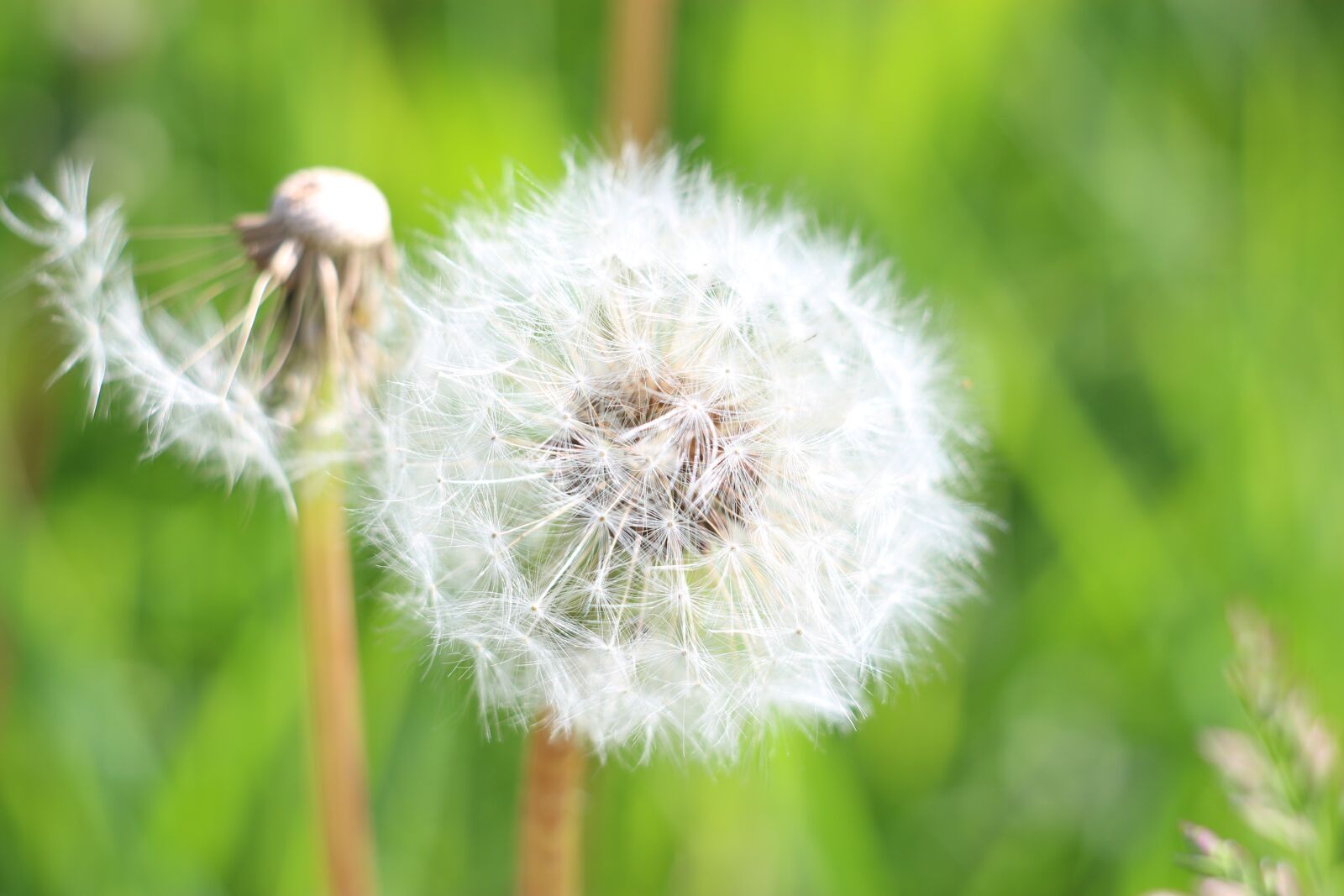 Canon EOS 100D (EOS Rebel SL1 / EOS Kiss X7) sample photo. Dandelion, fluff of a photography