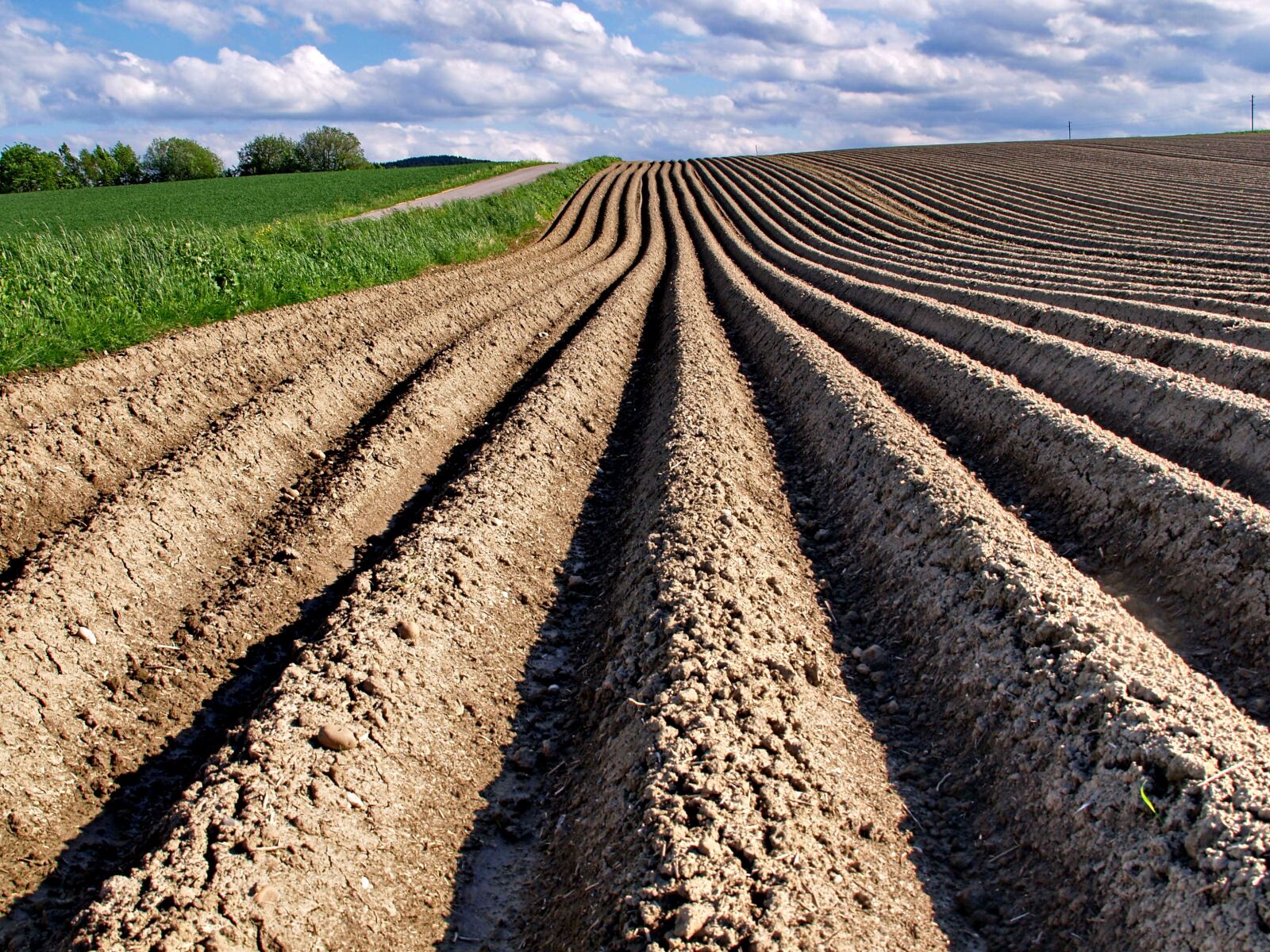 Olympus E-330 (EVOLT E-330) sample photo. Field, arable, agriculture photography