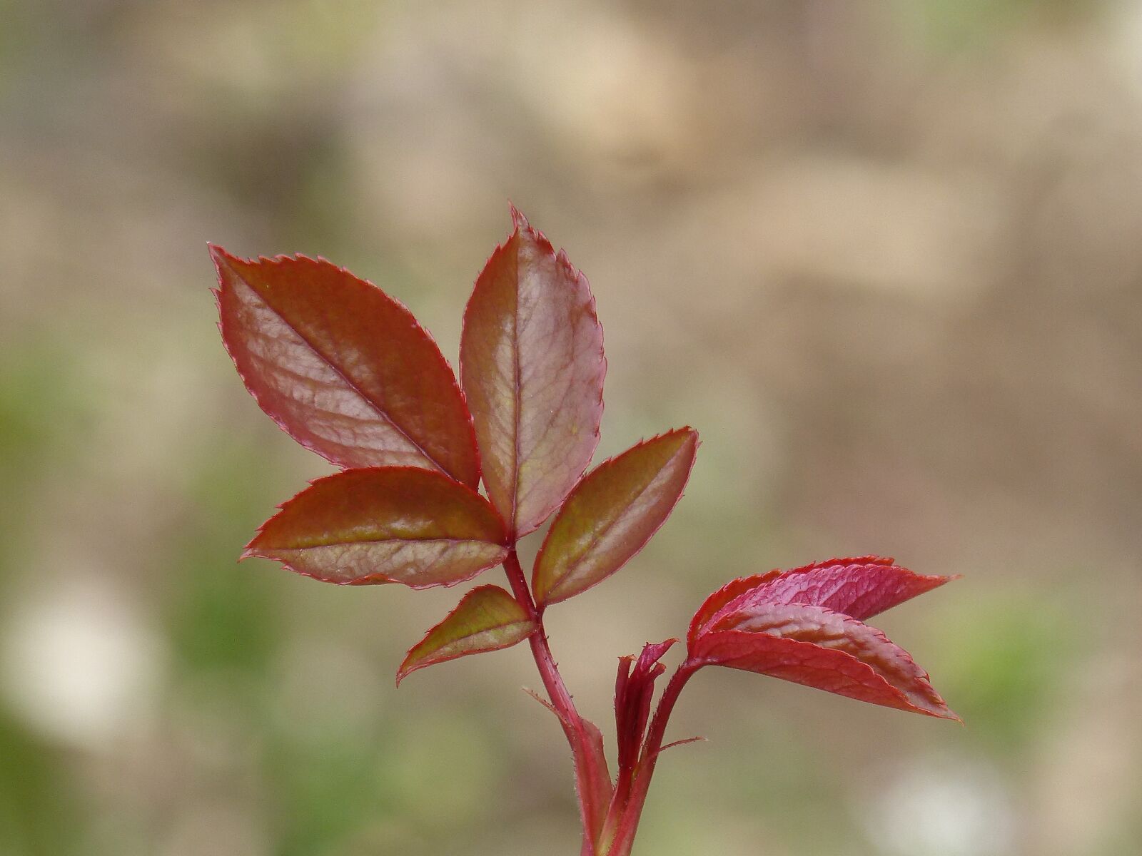 Panasonic DMC-FZ62 sample photo. Red leaf, outbreak, sheet photography