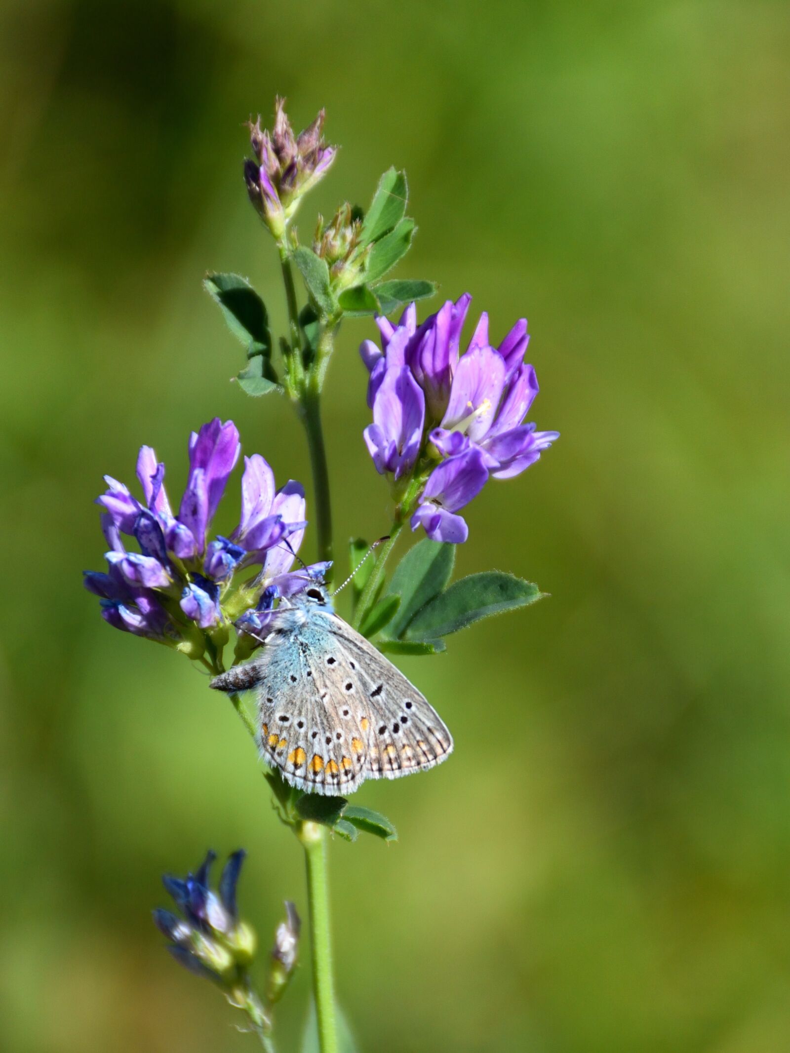 Nikon D5500 sample photo. Butterfly, blossom, bloom photography