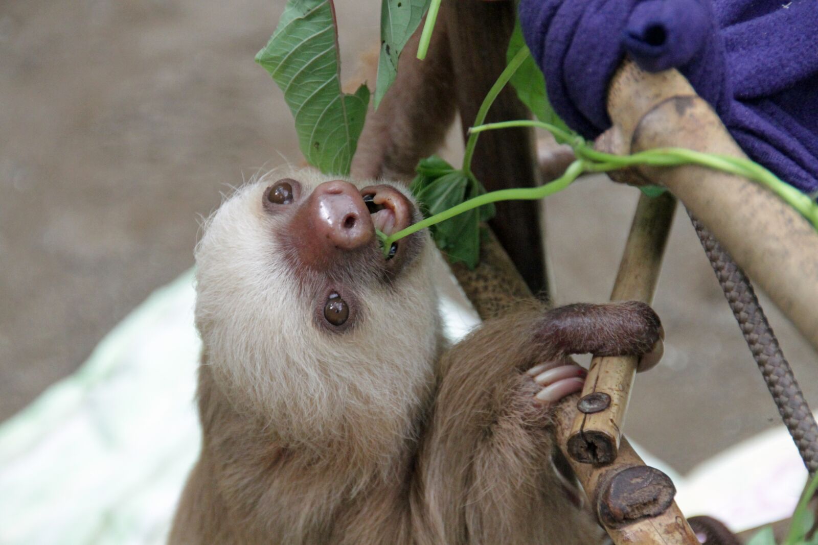 Canon EOS 7D sample photo. Sloth, arboreal, mammals photography