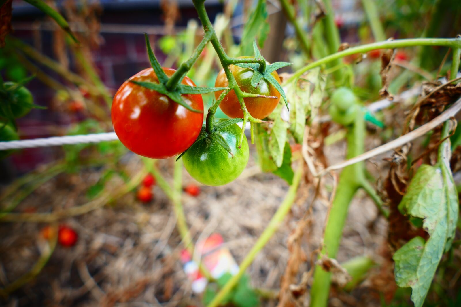 Panasonic Lumix DMC-FZ1000 sample photo. Tomato, garden, red photography