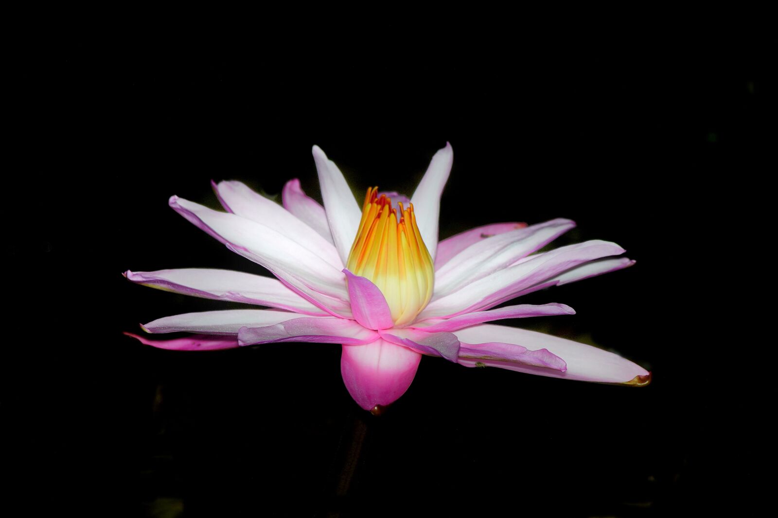 Sony a7R III + Sony DT 50mm F1.8 SAM sample photo. Night flower, flower, lotus photography
