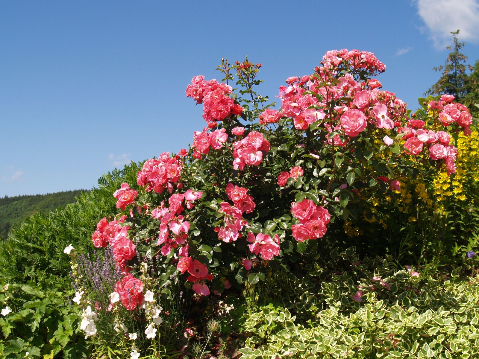 Olympus E-500 (EVOLT E-500) sample photo. Flowers, roses, rest photography