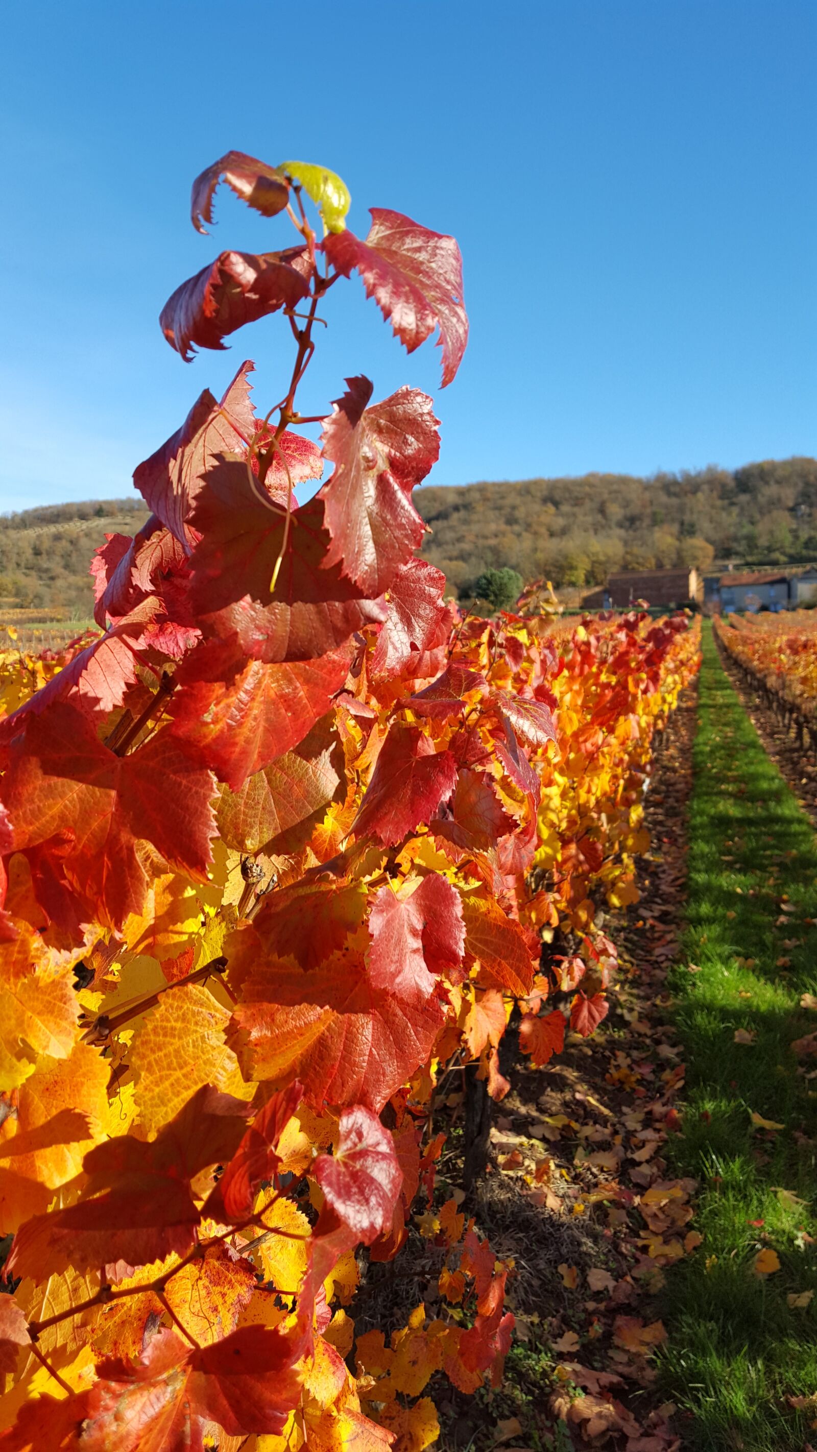 Samsung GALAXY S6 edge sample photo. Vine, vineyard, leaves photography